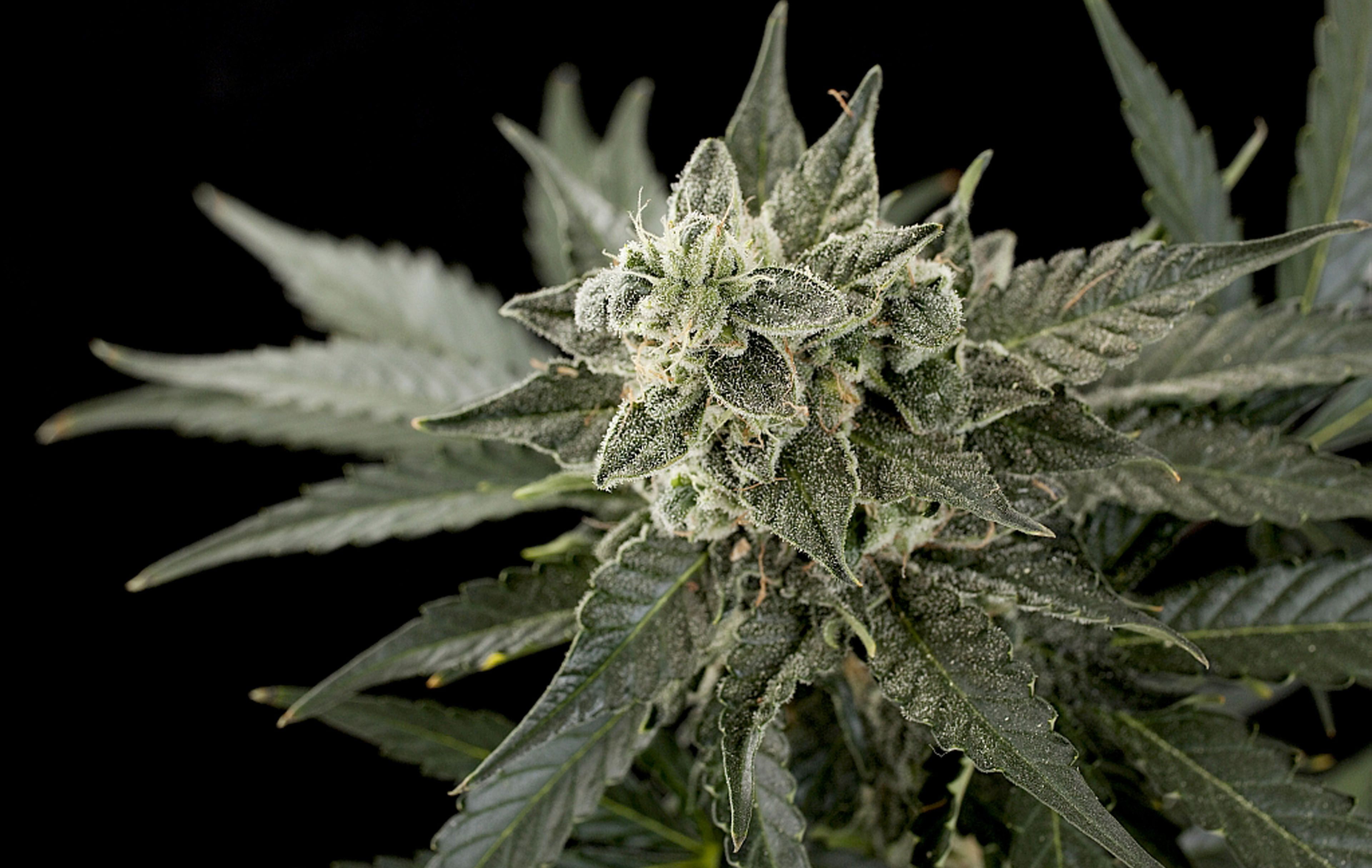 420, marijuana, weed, cannabis, 4K, HD Wallpaper