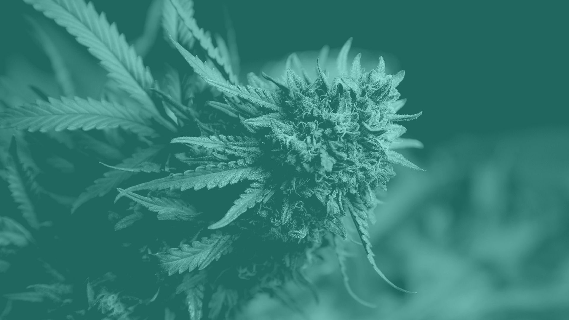 cannabis, weed, 420, marijuana, 1080P, HD Wallpaper
