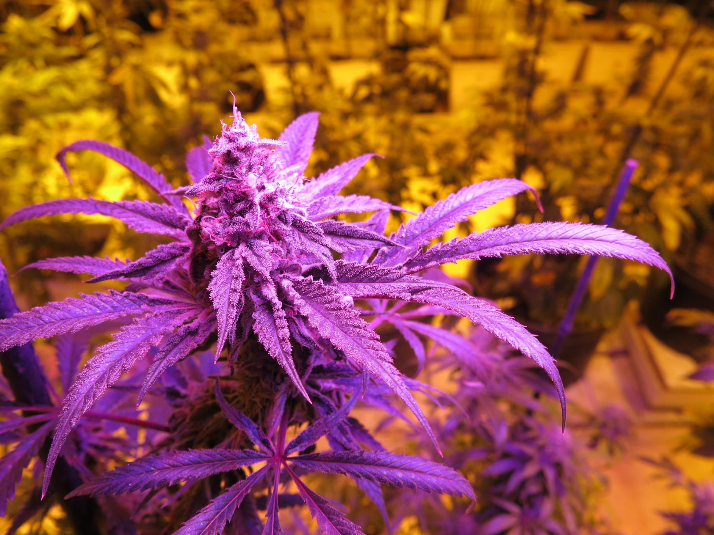 1080P, 420, cannabis, weed, marijuana, HD Wallpaper