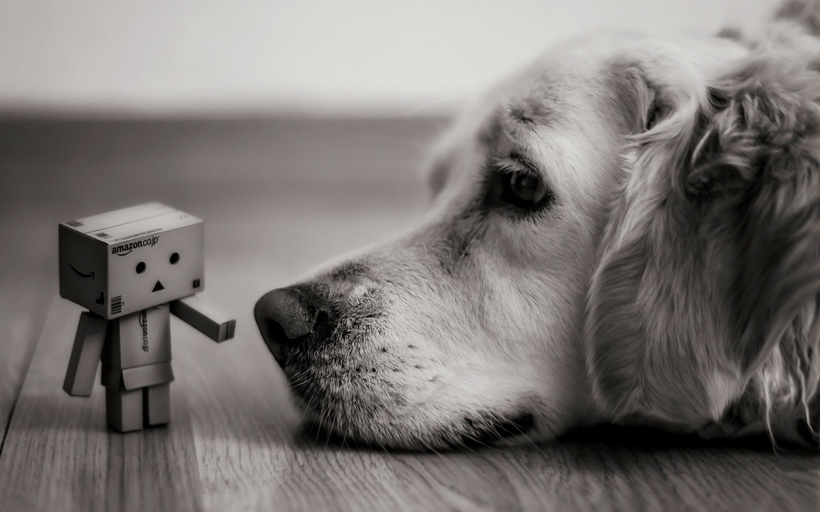 macro, depth of field, 720P, dog, photography, danbo, depth, field, blurred, HD Wallpaper