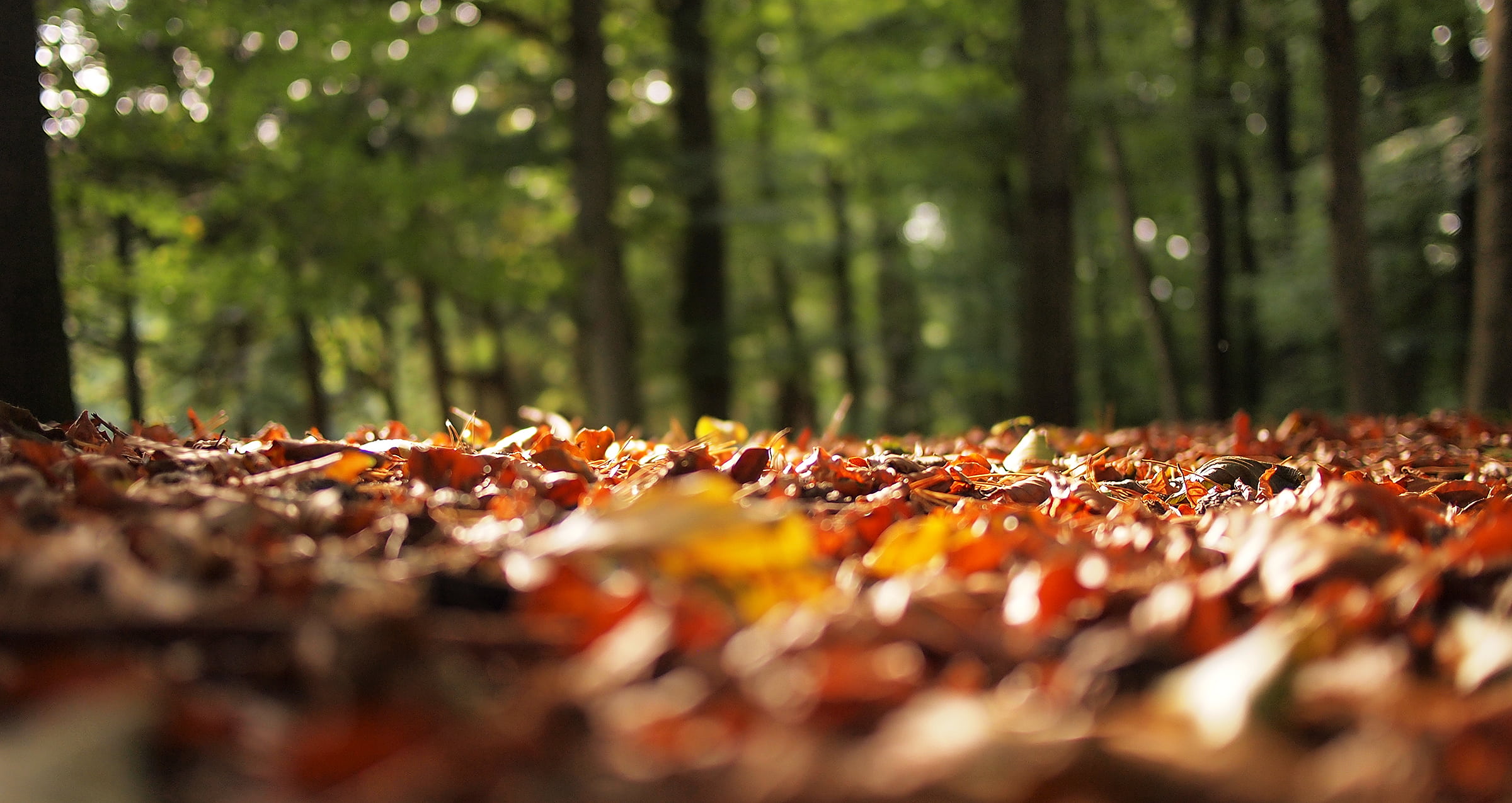 blurry, tree trunk, forest, plant part, nature, day, autumn, leaf, dried, 1080P, plant, woods, brown, green, photography, tranquility, woodland, leaves, HD Wallpaper