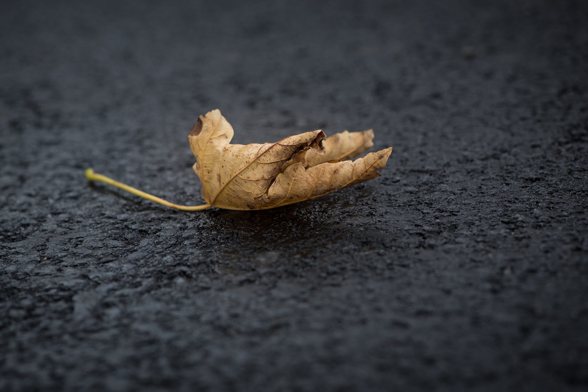change, leaves, plant part, indoors, close-up, textile, close, fragility, single object, falling, food and drink, black, plant, autumn, road, macro, autumn leaf, HD Wallpaper