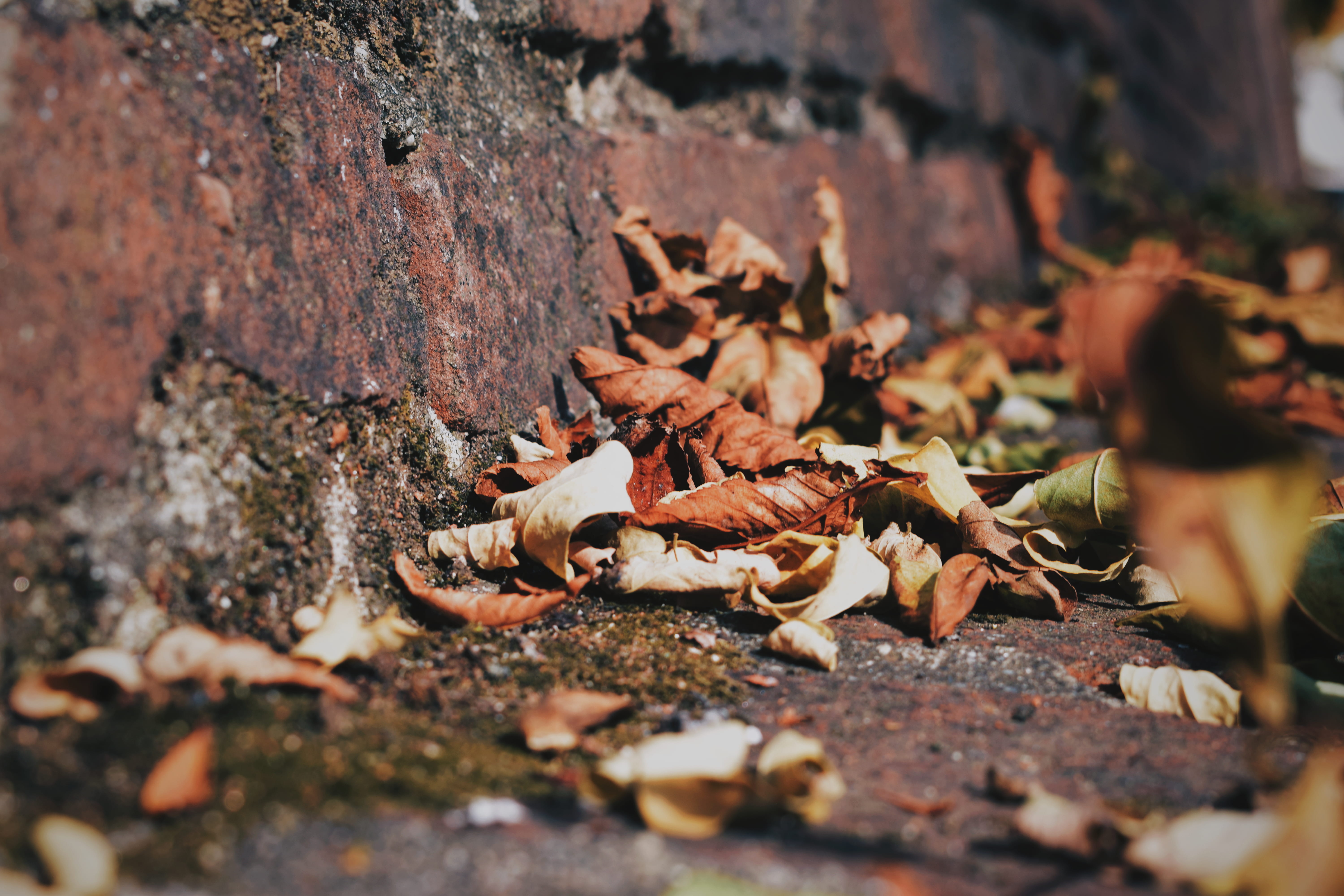 sunlight, brown, fall color, land, tree trunk, surface level, field, daytime, park, wall, 5K, medival, withered, plant, autumn color, dried, animal wildlife, HD Wallpaper