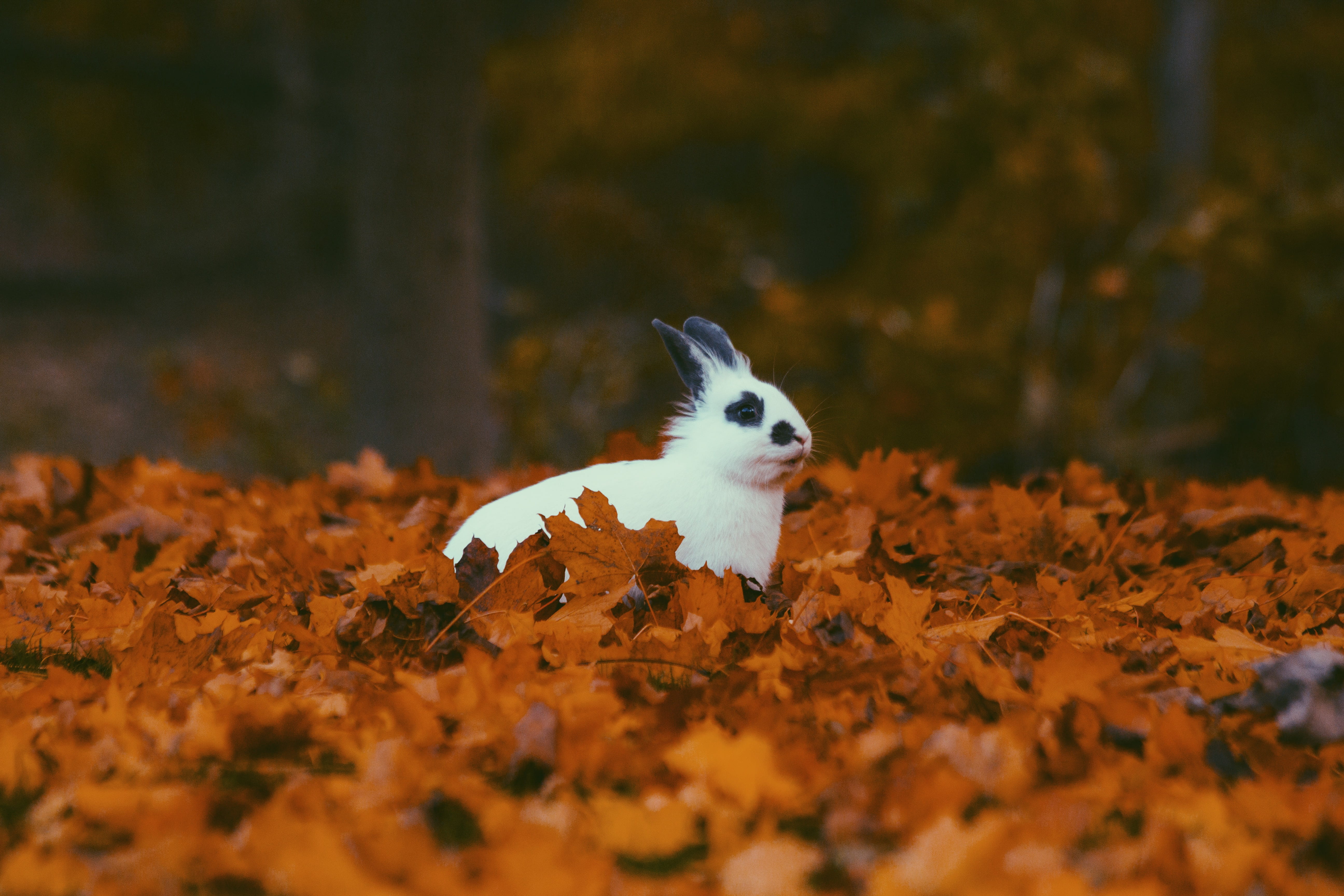 white, brown, animal themes, vertebrate, rabbit - animal, 5K, selective focus, outdoors, black, no people, forest, small, domestic animals, animal, maples, HD Wallpaper