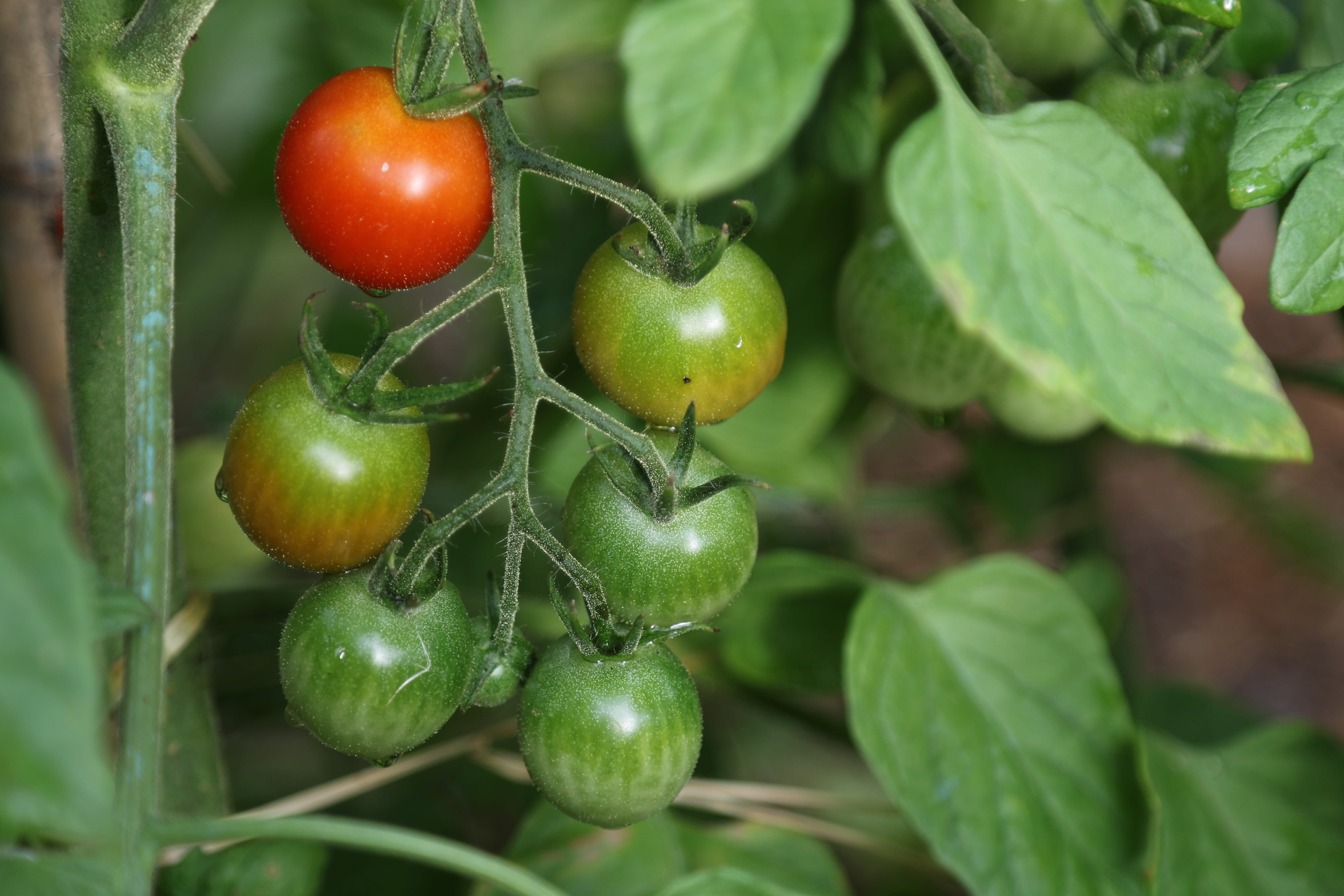 tomates, leaf, food, plant, fruit, healthy eating, growth, food and drink, green color, ripe, garden, tomato, no people, close-up, wellbeing, plant part, HD Wallpaper