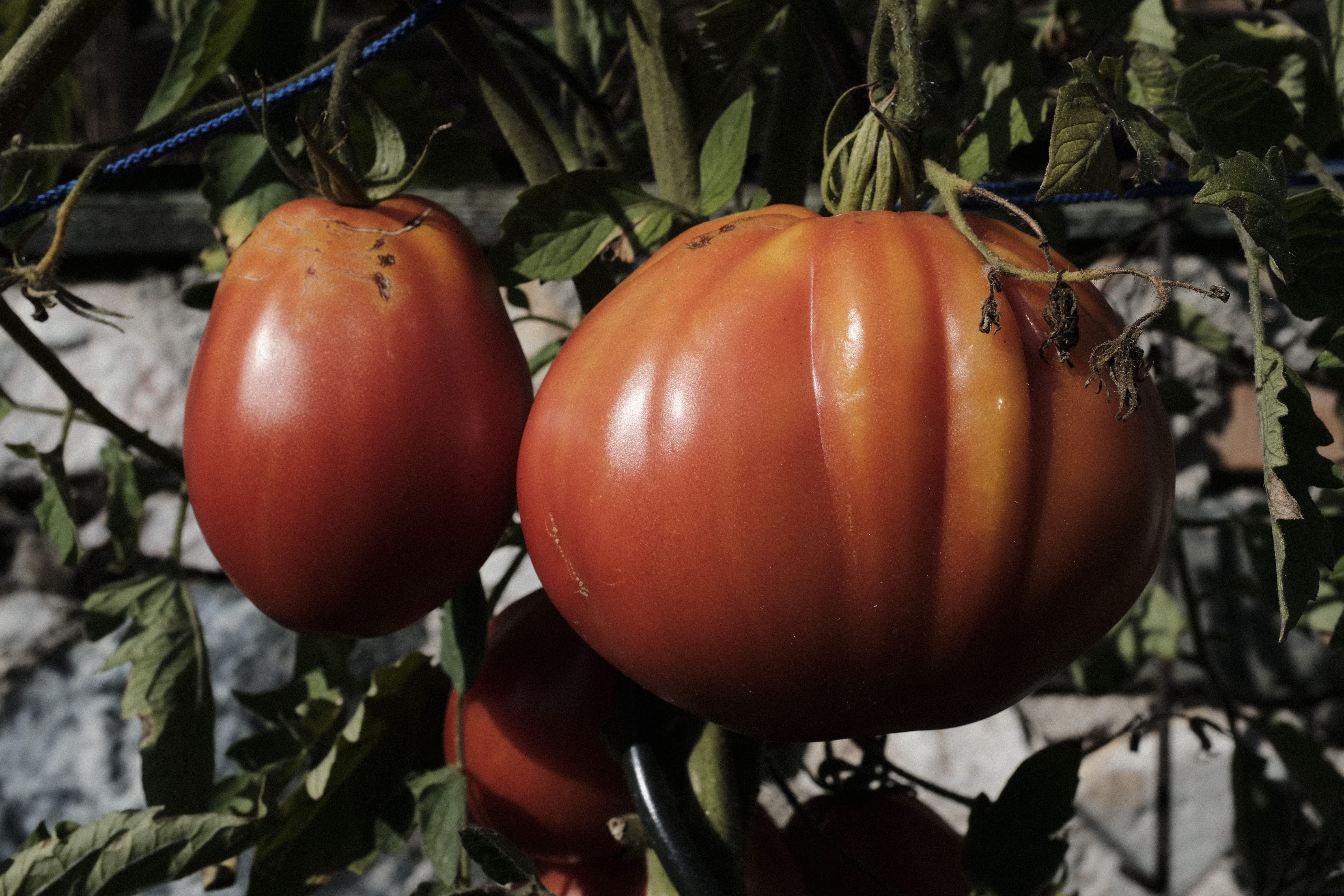 5K, wellbeing, outdoors, growing, healthy eating, growth, sun, produce, leaf, red, day, stone, plant, food and drink, food, rattendorf, fruit, ripe, no people, HD Wallpaper