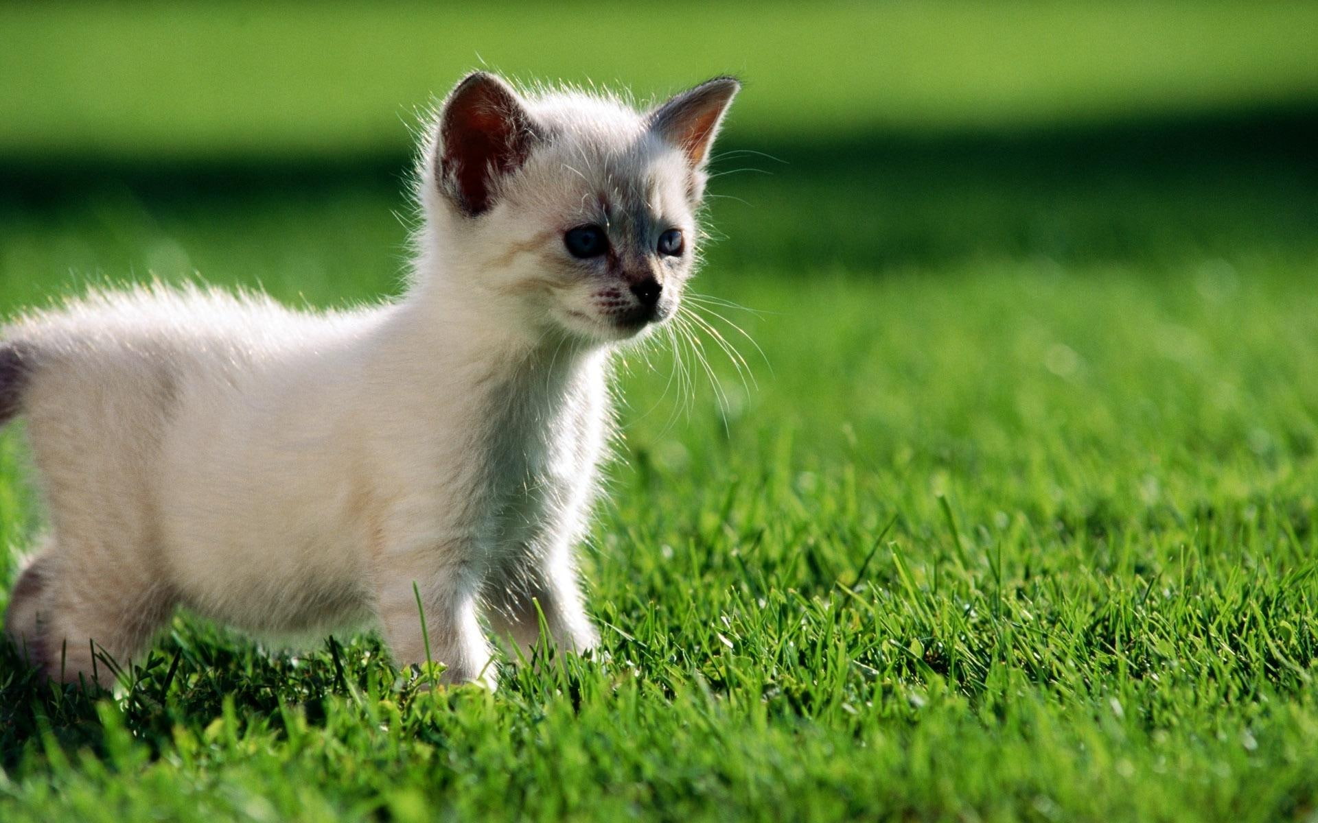 there, lookout, 1080P, animals, something, HD Wallpaper