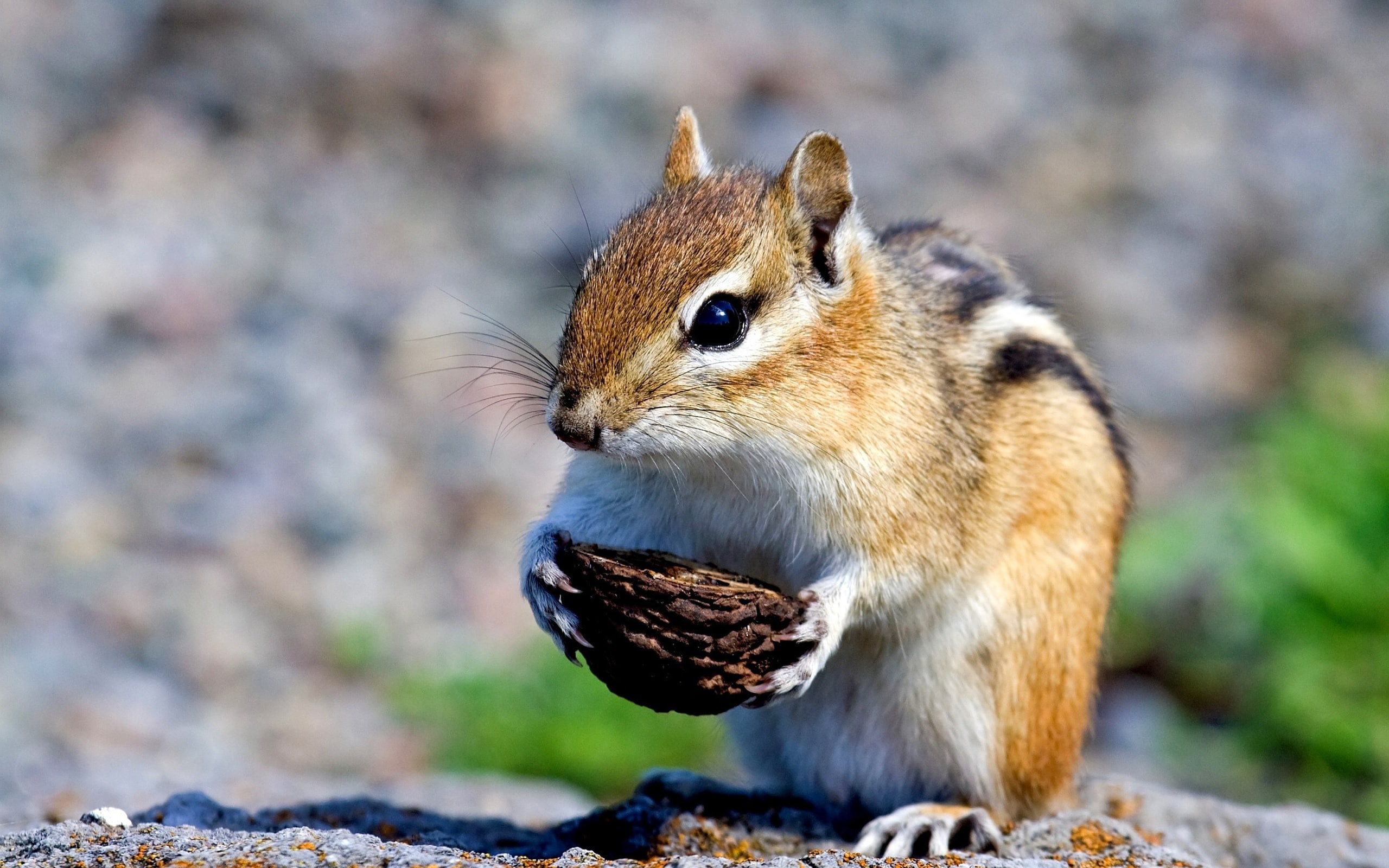Cute, Squirrel, 2K, Little, HD Wallpaper