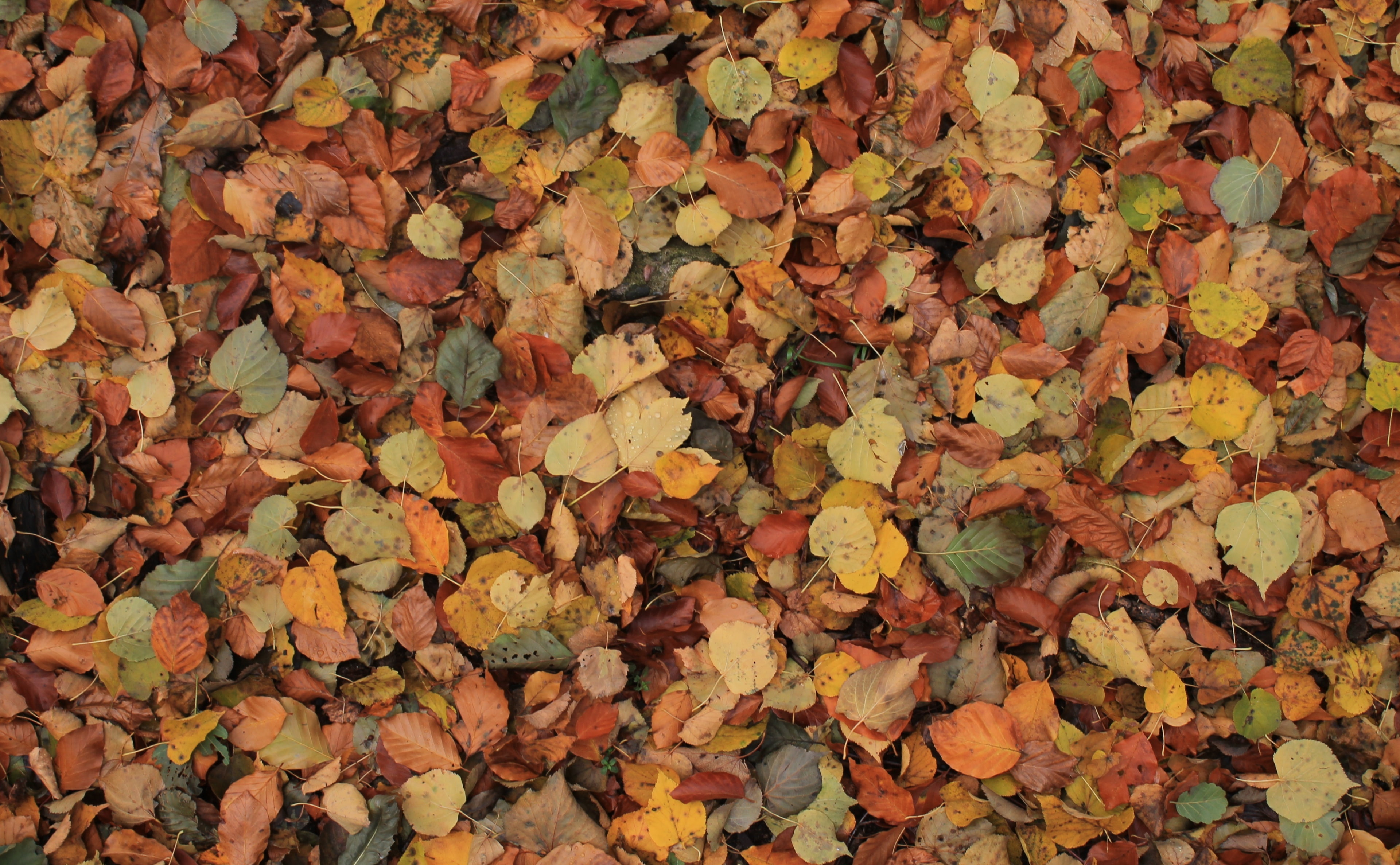 Seasons, no people, Fall, dry, outdoors, land, nature, 4K, full frame, large group of objects, abundance, change, day, close-up, something, plant part, HD Wallpaper