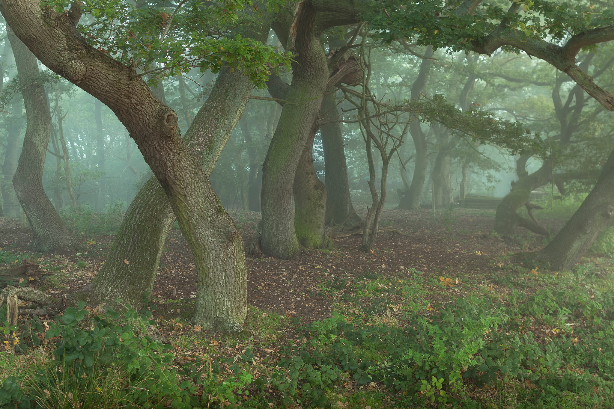 trees, oaks, whisper, 1080P, forest, something, in the fog, wizards, HD Wallpaper