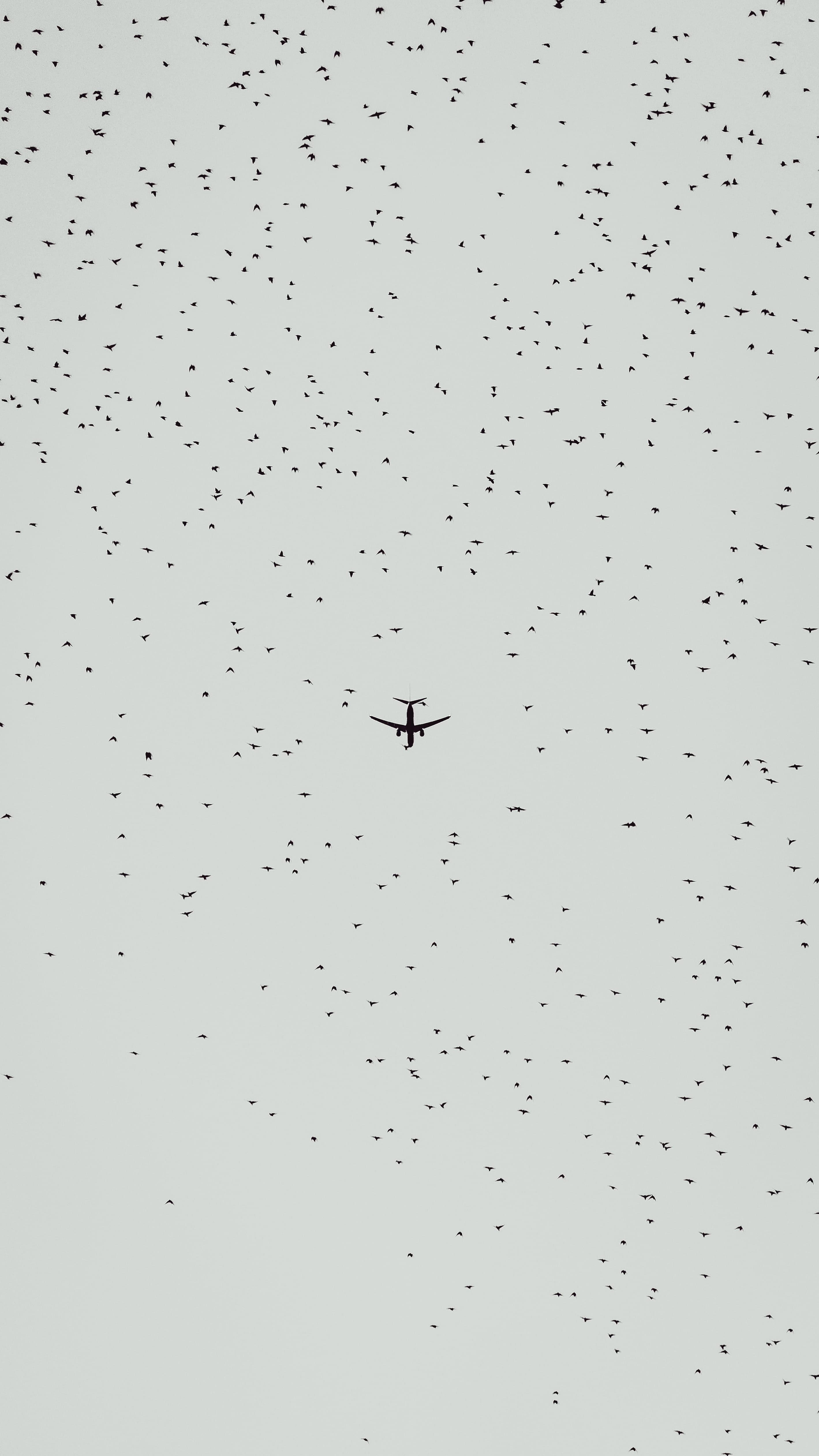 invertebrate, animal themes, travel, waterfront, no people, vehicle, italy, air vehicle, flock, role, airliner, 4K, airplane, motion, text, aircraft, plane, Phone HD Wallpaper