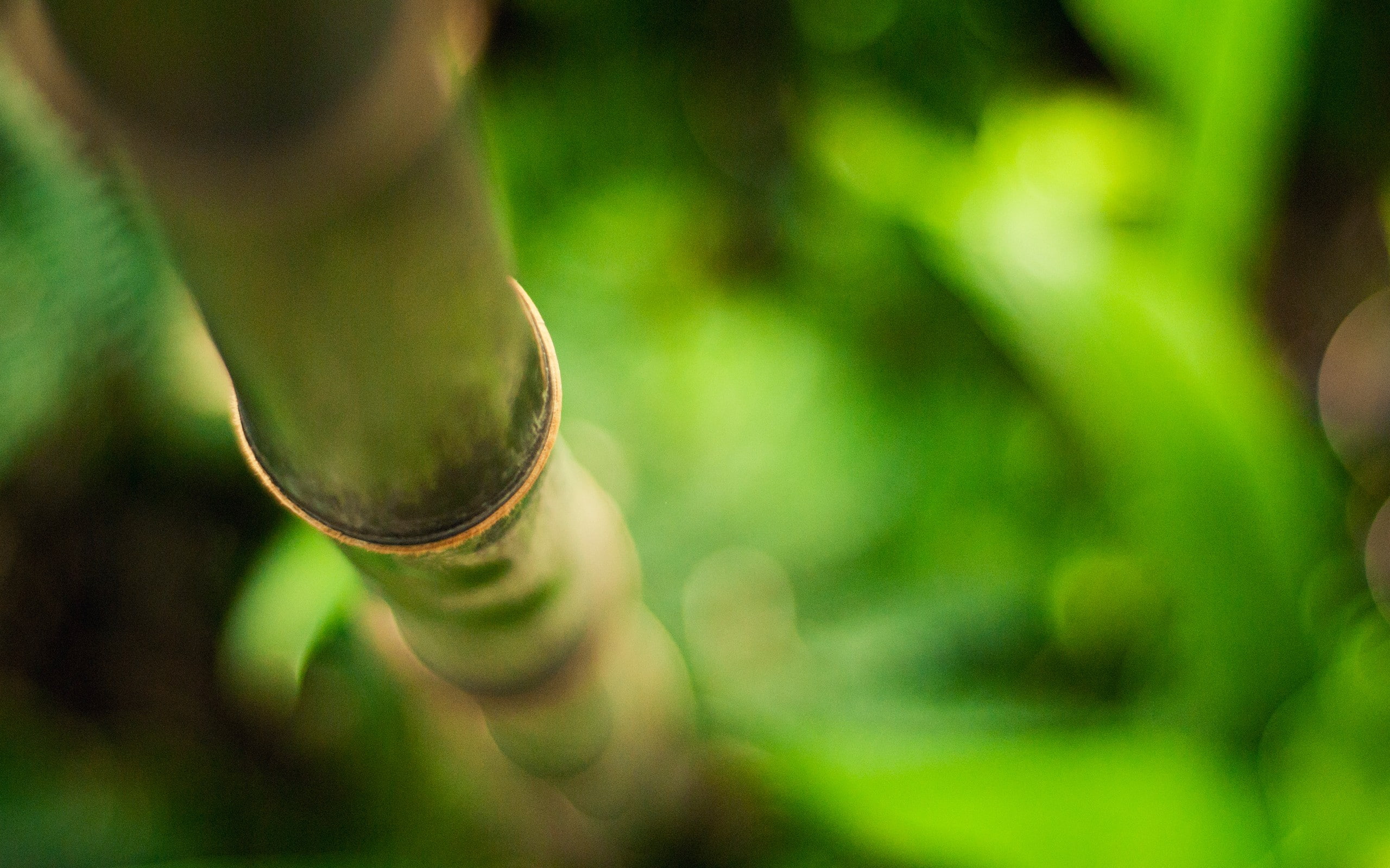 forest, growth, focus on foreground, bamboo, plant part, green color, land, tree, nature, freshness, 2K, day, selective focus, close-up, beauty in nature, HD Wallpaper