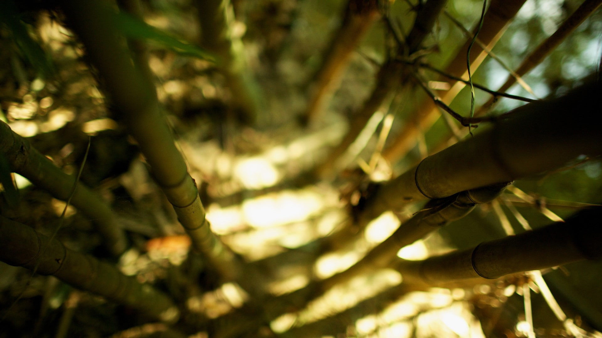 depth of field, nature, sunlight, 1080P, bamboo, bokeh, HD Wallpaper