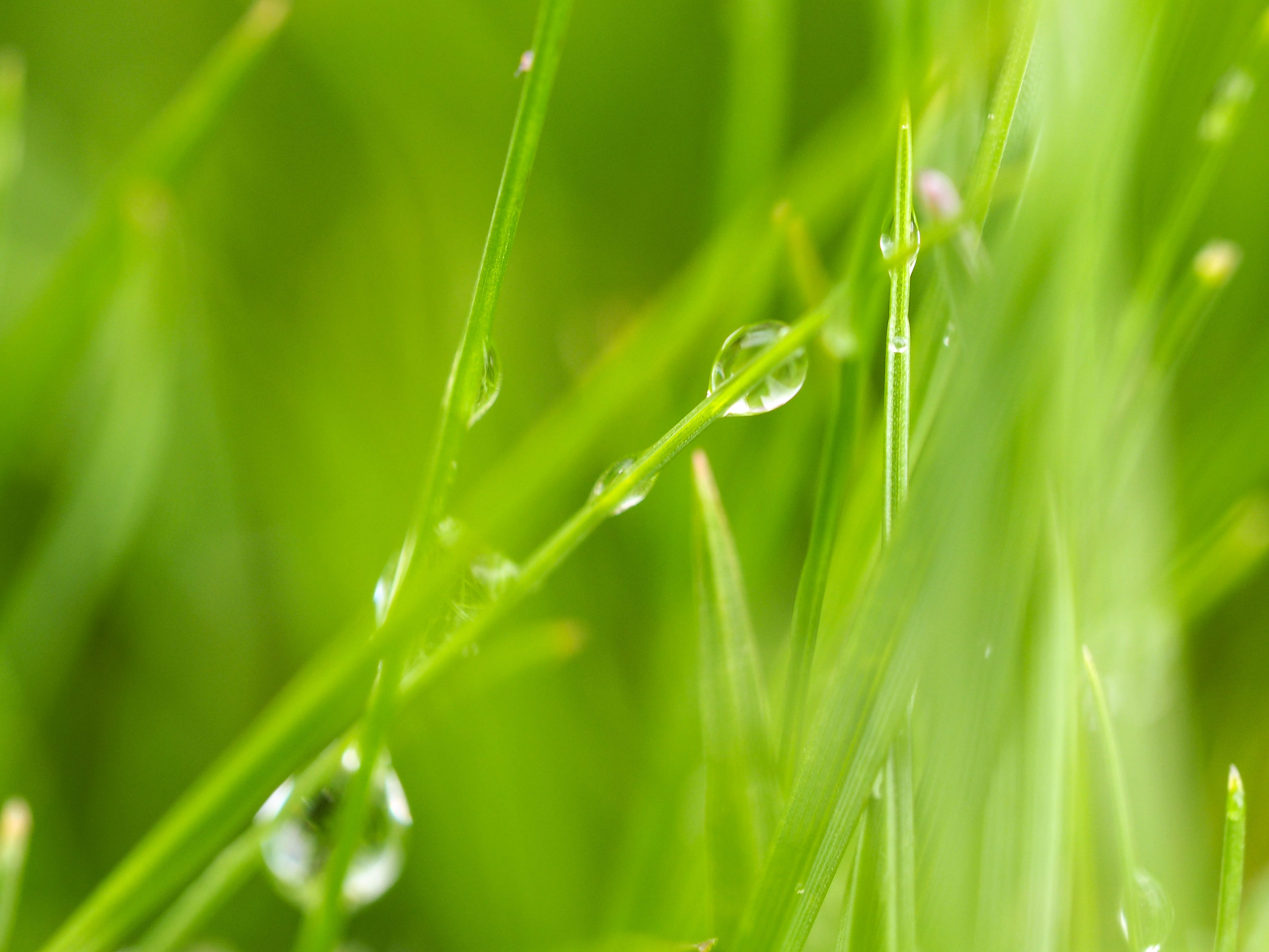 morning, freshness, no people, grass, drop, green color, water, plant part, drops, plant, field, nature, outdoors, blade of grass, dew, day, rain, close-up, HD Wallpaper
