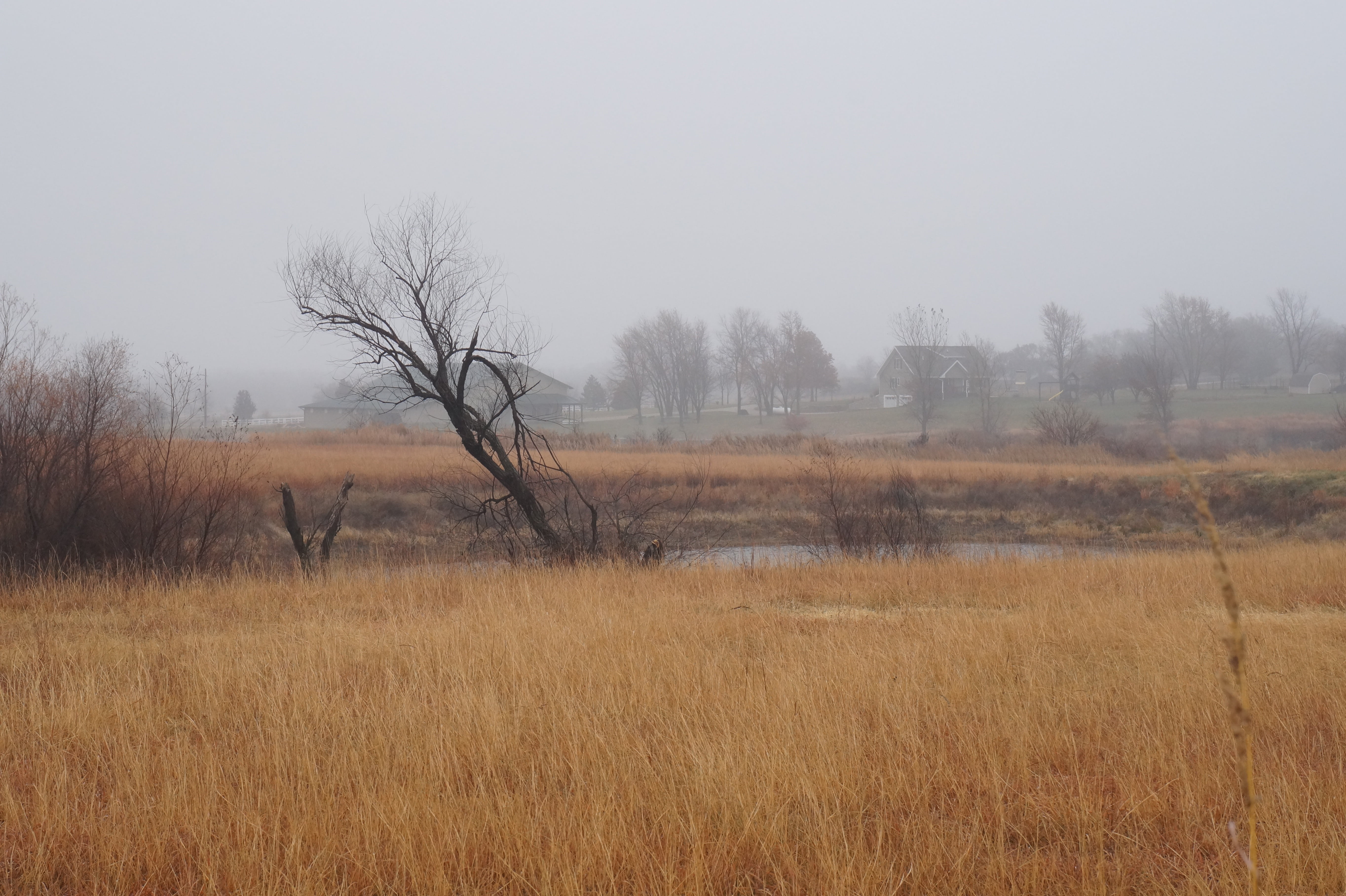 sky, no people, misty, slanted, tree, orange, tranquility, angled, fog, kansas, non-urban scene, remote, tranquil scene, foggy, outdoor, gray, bog, grey, HD Wallpaper