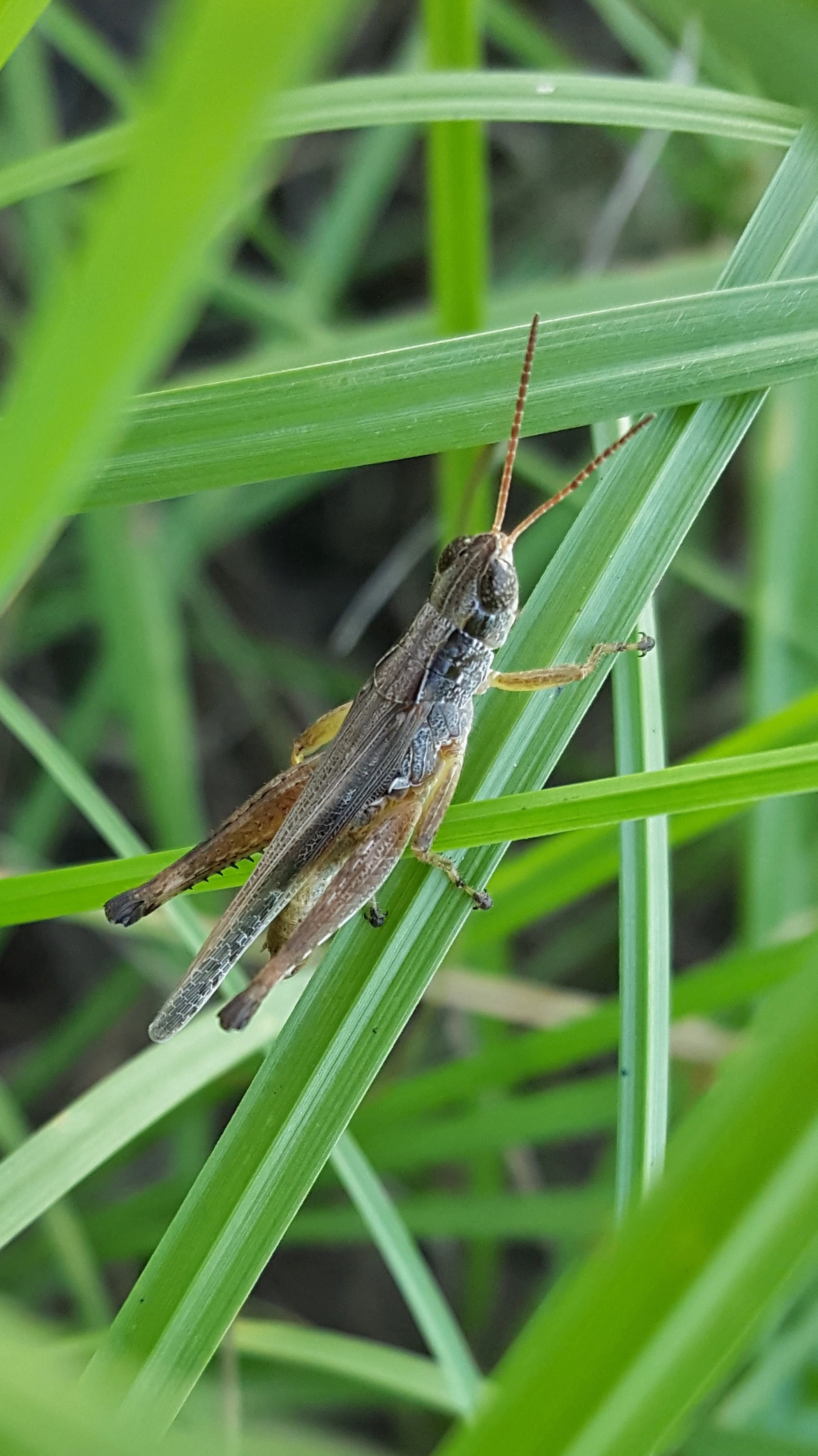 close up, hopper, green color, animals in the wild, animal, plant part, grasshopper, insect, blade of grass, no people, animal themes, plant, mermiria bivittata, Phone HD Wallpaper