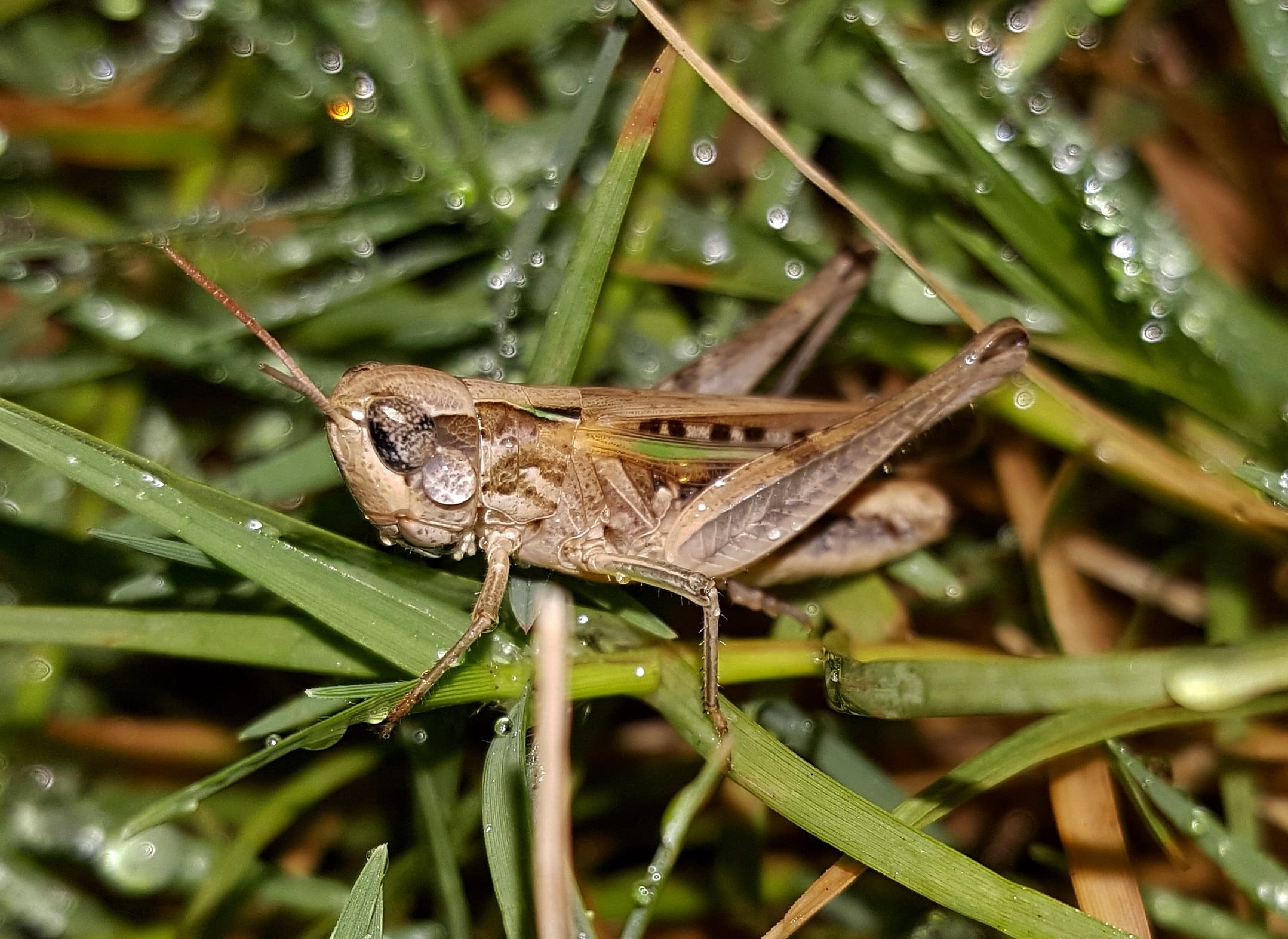 no people, bokeh, plant, animal themes, faced, green color, insect, rain, droplets, animal wildlife, day, water droplets, one animal, Slant, small, focus on foreground, HD Wallpaper