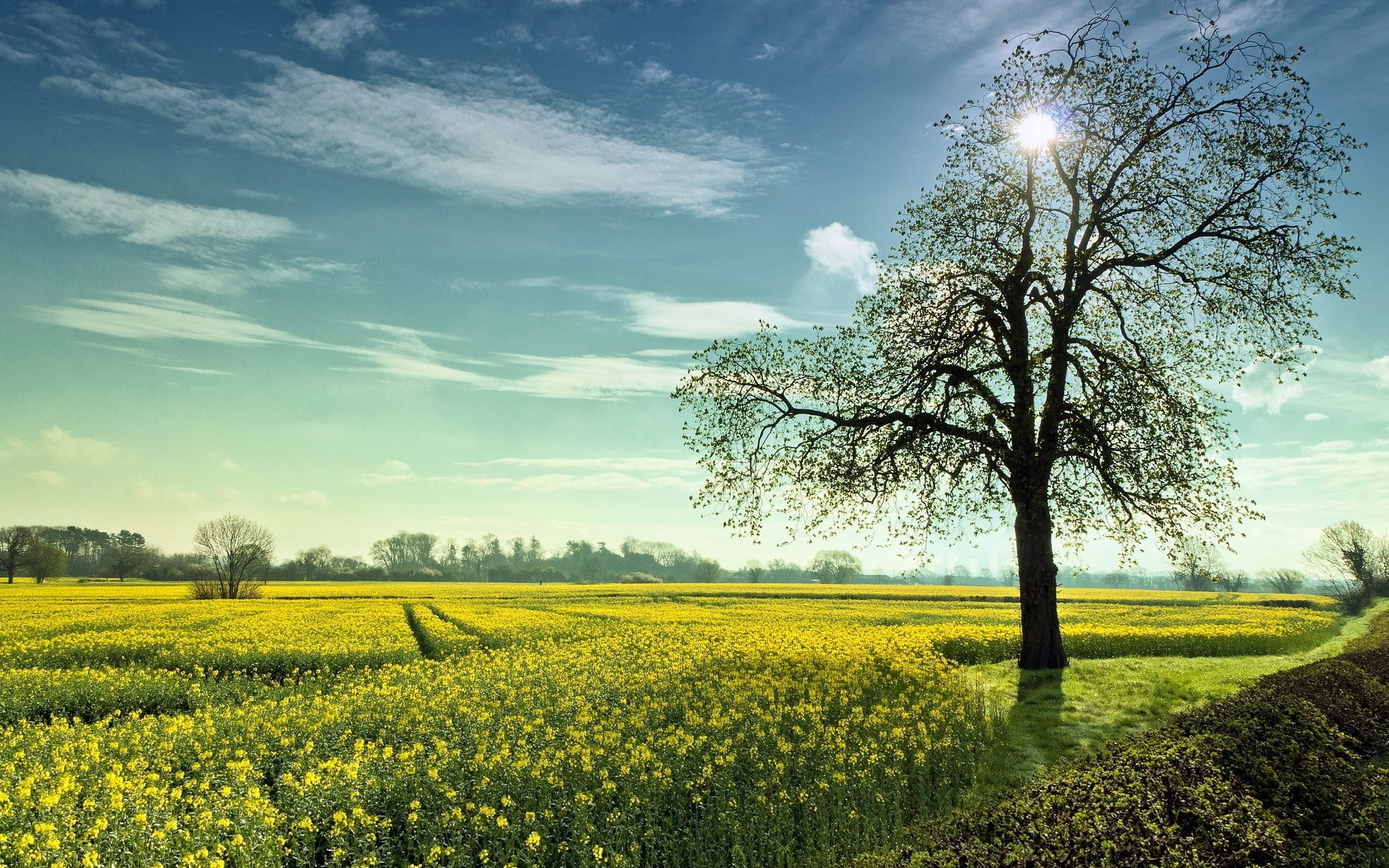land, no people, growth, flower, Glade, yellow, Clouds, oilseed rape, Flowers, plant, outdoors, scenics - nature, cloud - sky, crop, tranquility, field, HD Wallpaper