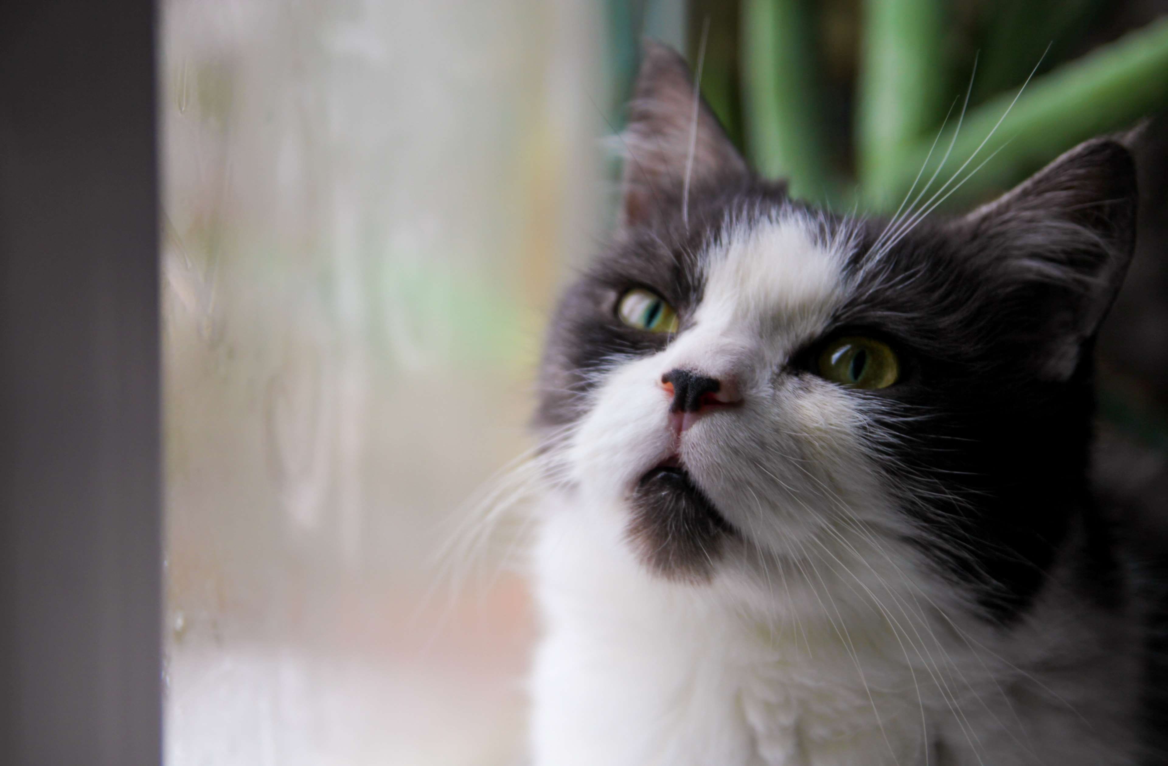 sit, animal themes, vertebrate, kitten, funny, day, domestic animals, 4K, focus on foreground, curiosity, animal, grey, close-up, mammal, fur, animal body part, HD Wallpaper