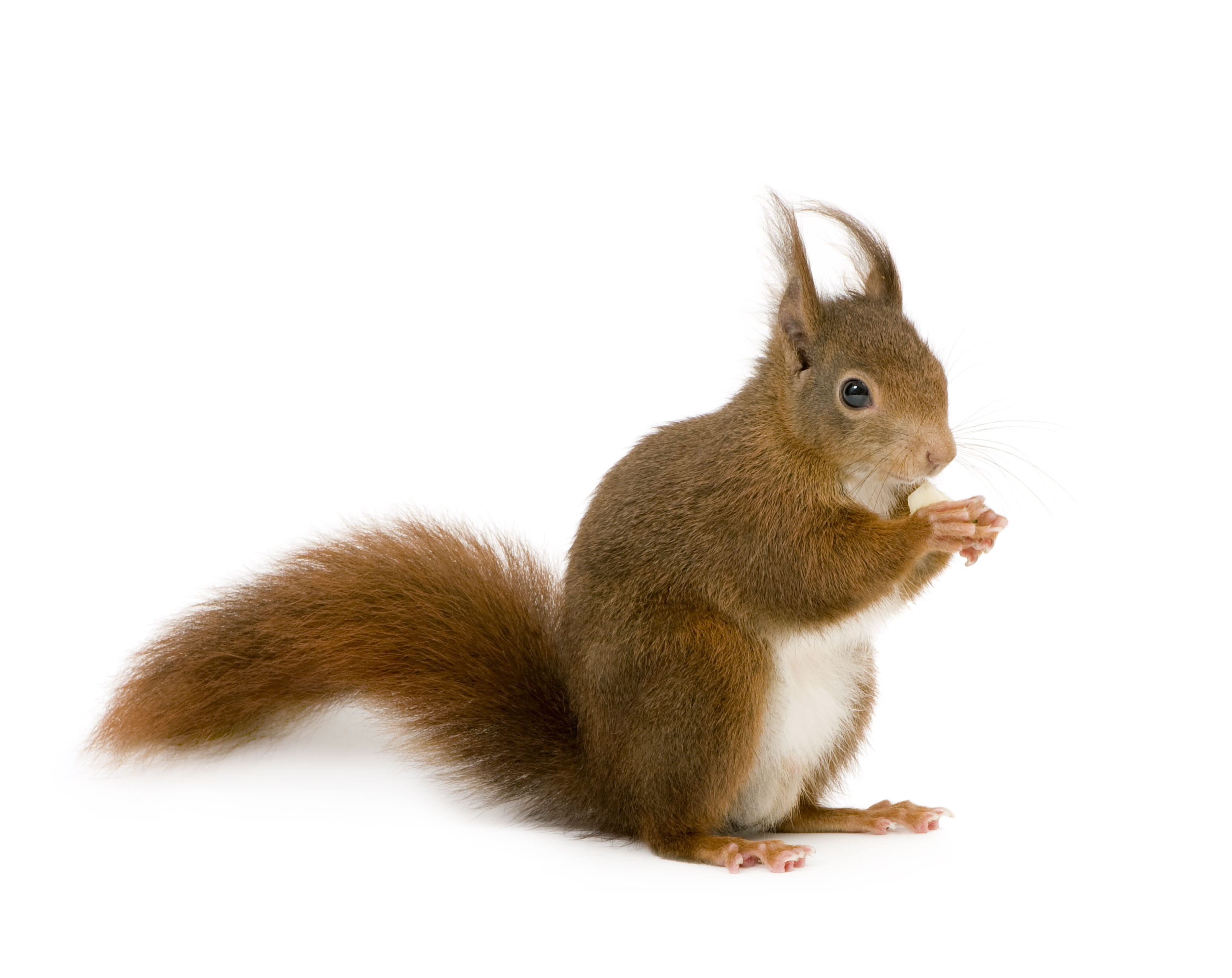 domestic animals, herbivorous, vertebrate, animal, animal wildlife, brown, domestic, white background, 2K, mammal, squirrel, animal themes, one animal, HD Wallpaper