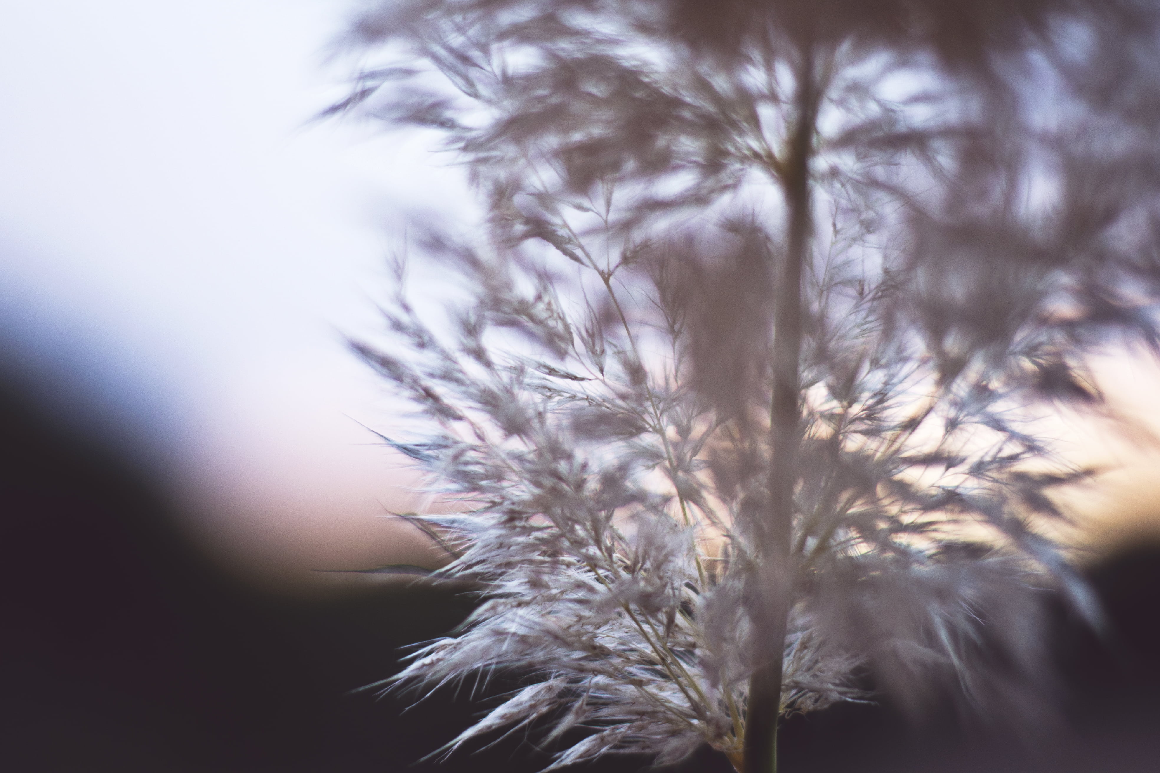 beauty in nature, defocused, focus on foreground, beautiful, delicate, summer, dandelion, selective focus, sky, blooming, outdoors, sun, leaf, macro, no people, HD Wallpaper