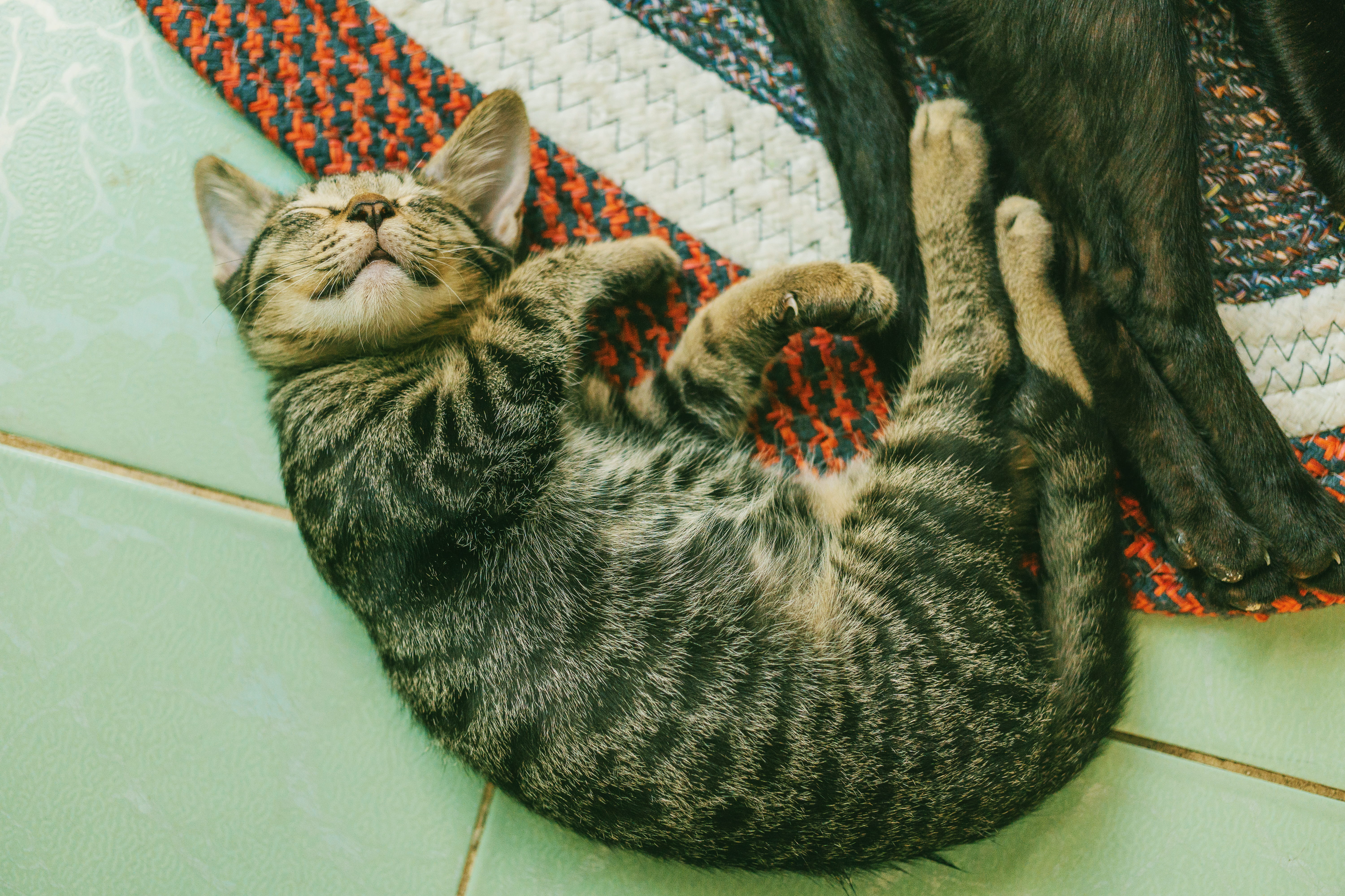 domestic animals, lying down, cat, cute, vertebrate, furry, feline, portrait, animal photography, animal, mammal, tile, indoors, floor, little, domestic cat, HD Wallpaper