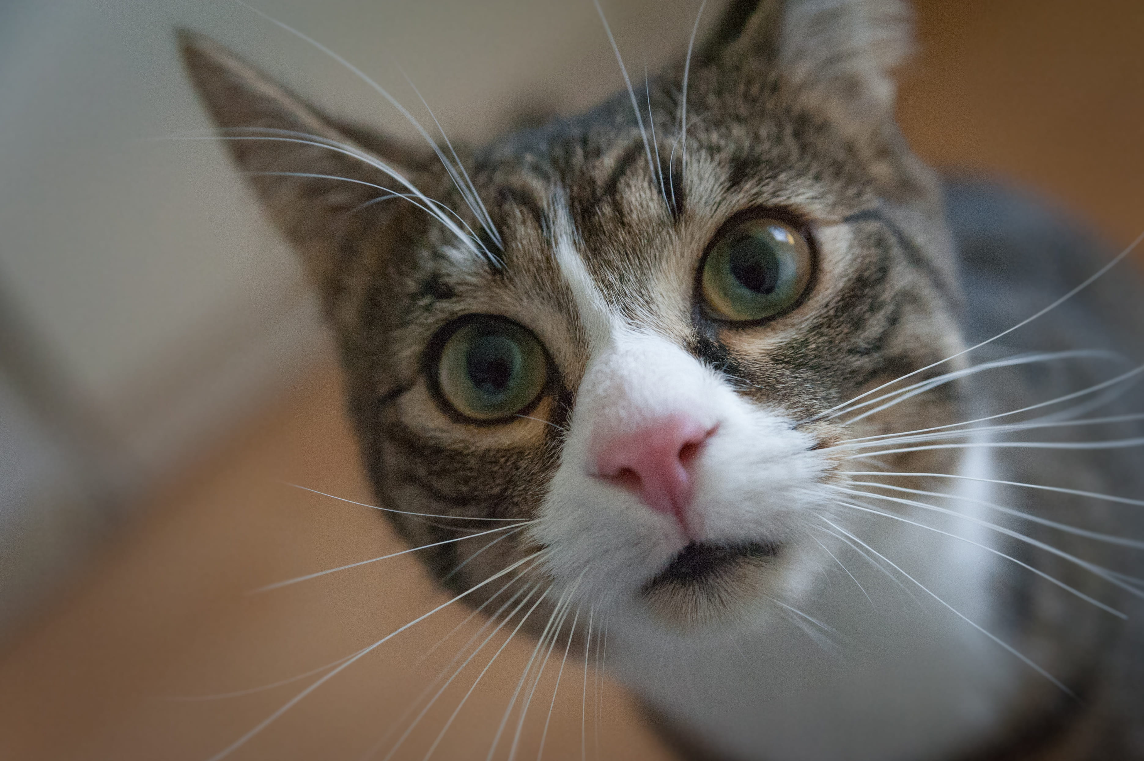 kitten, 2K, one animal, animal themes, kitty, looking, downy, focus, hair, mammal, animal body part, face, animal, curiosity, big eyes, domestic cat, little, HD Wallpaper