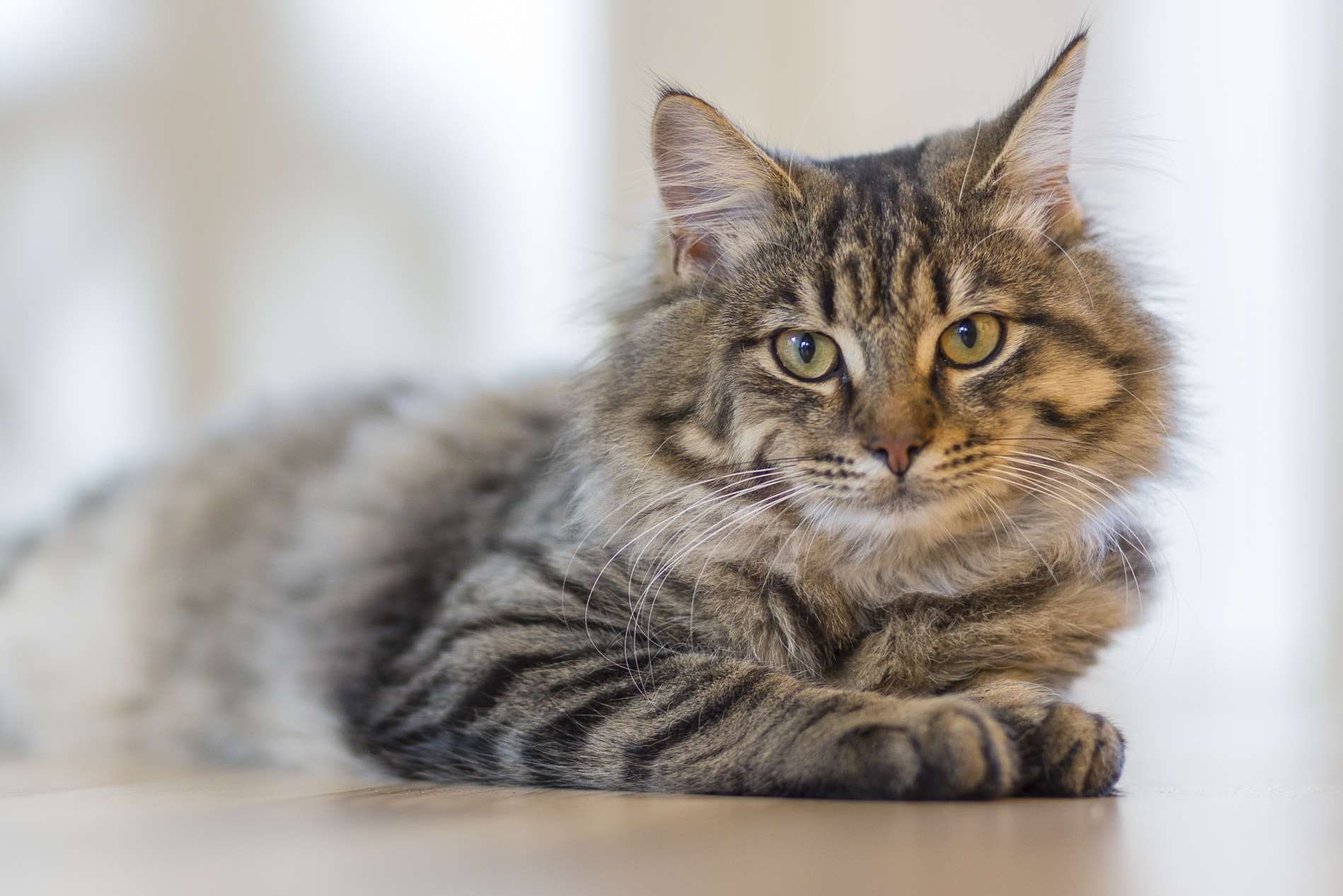 domestic animals, baby, one animal, kitten, relaxation, whisker, looking, pets, looking at camera, young, cute, adorable, sit, vertebrate, little, furry, HD Wallpaper