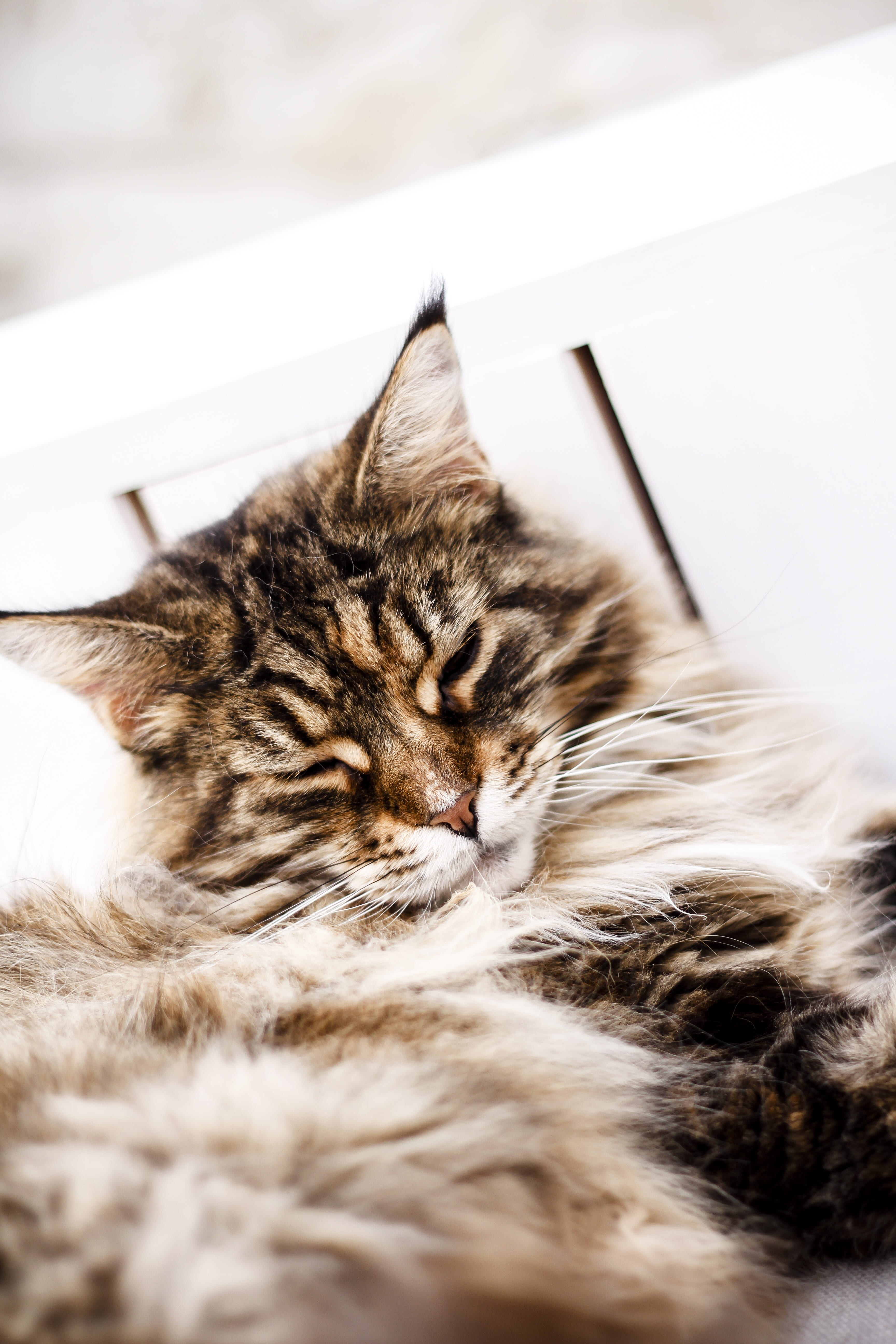 cat, domestic animals, lying down, close-up, feline, kitten, pets, coat, domestic cat, vertebrate, 5K, furniture, no people, animal themes, mammal, sweet, Phone HD Wallpaper