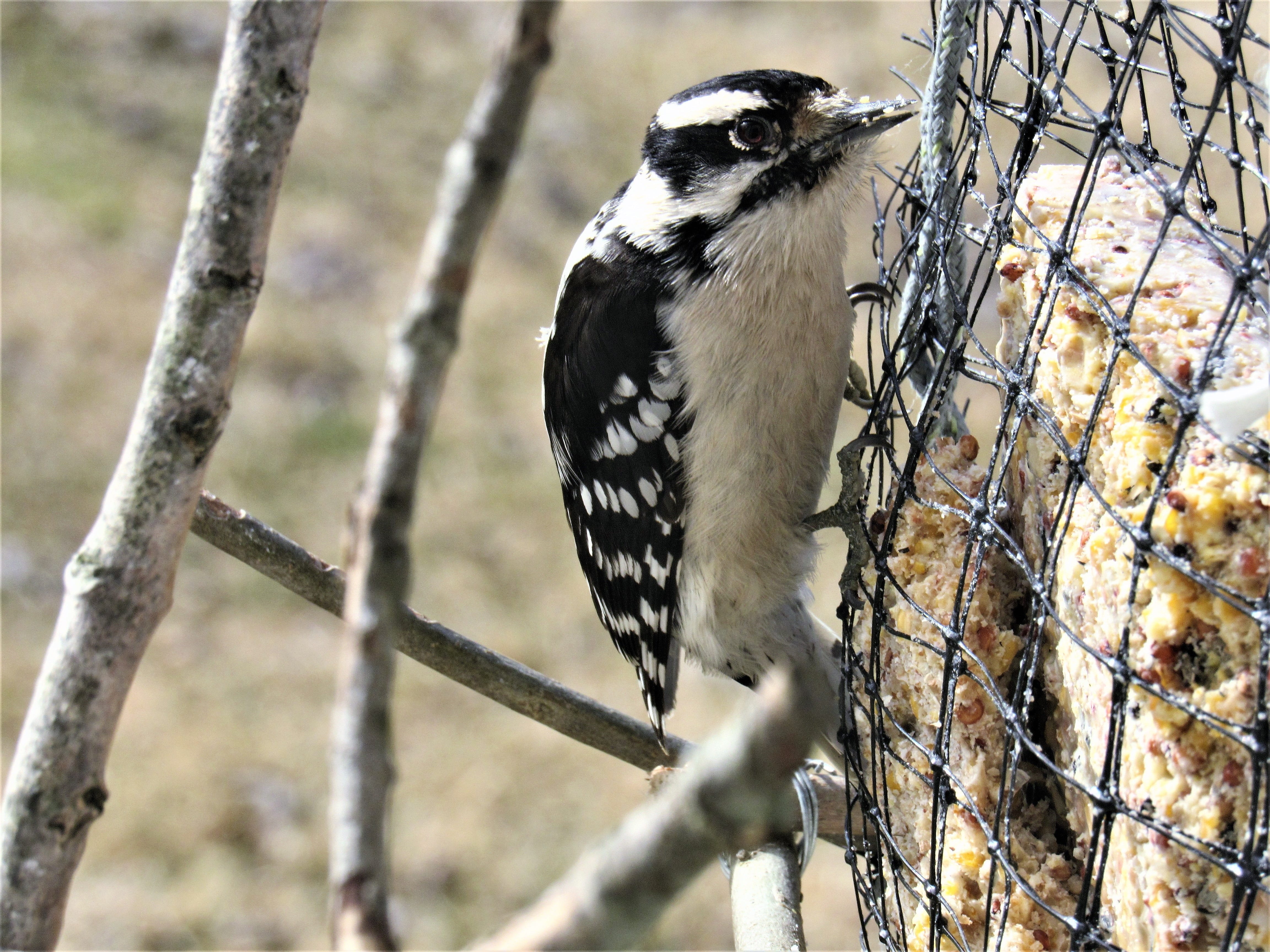 outdoors, michigan, woodpecker, bird, feeding, animals in the wild, one animal, 4K, perched, cute, eating, plant, fence, wildlife, no people, close-up, HD Wallpaper