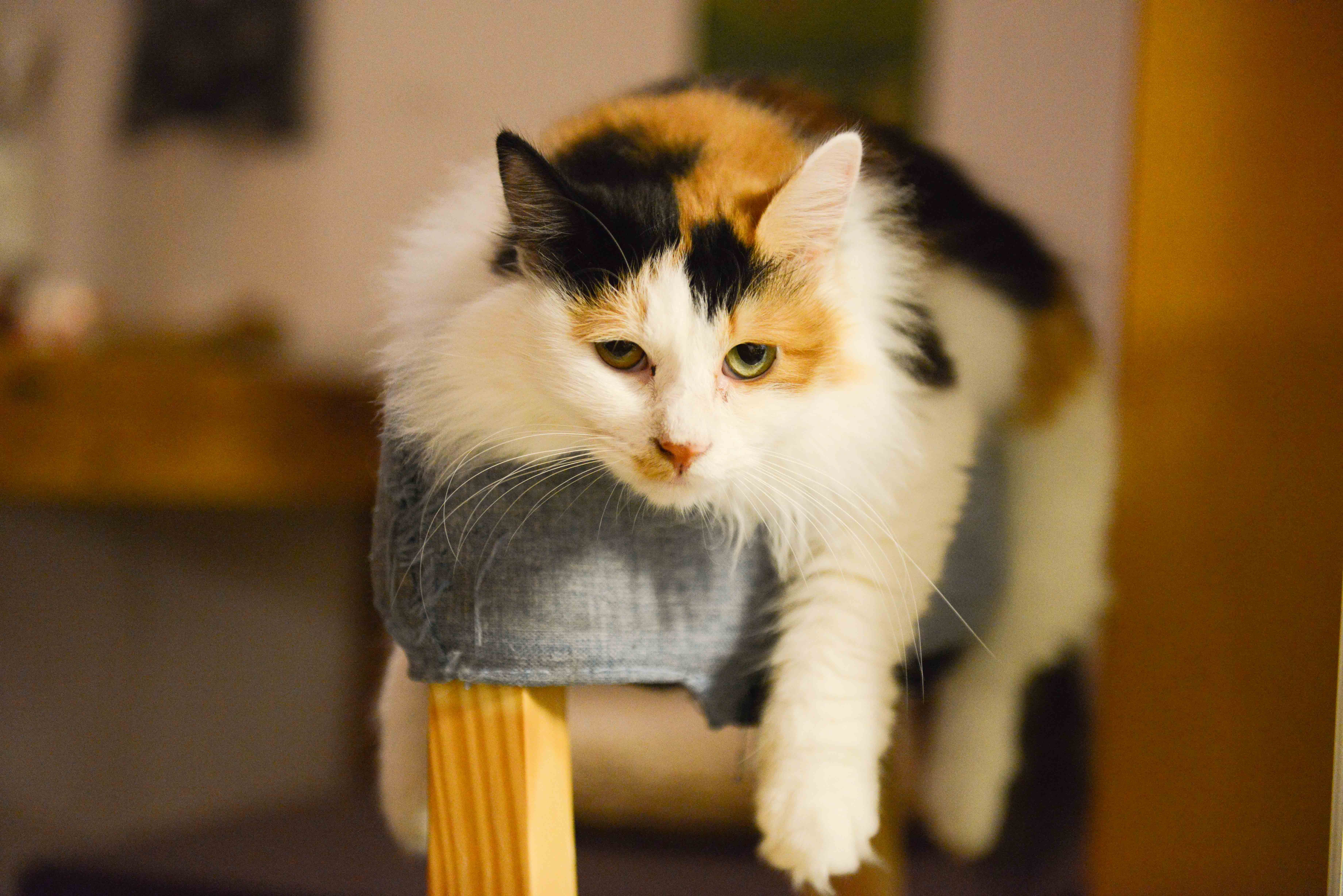 young, focus, fur, domestic, domestic animals, looking, ottoman, looking at camera, cat, pet, funny, calico, blur, kitten, cute, one animal, eye, little, HD Wallpaper