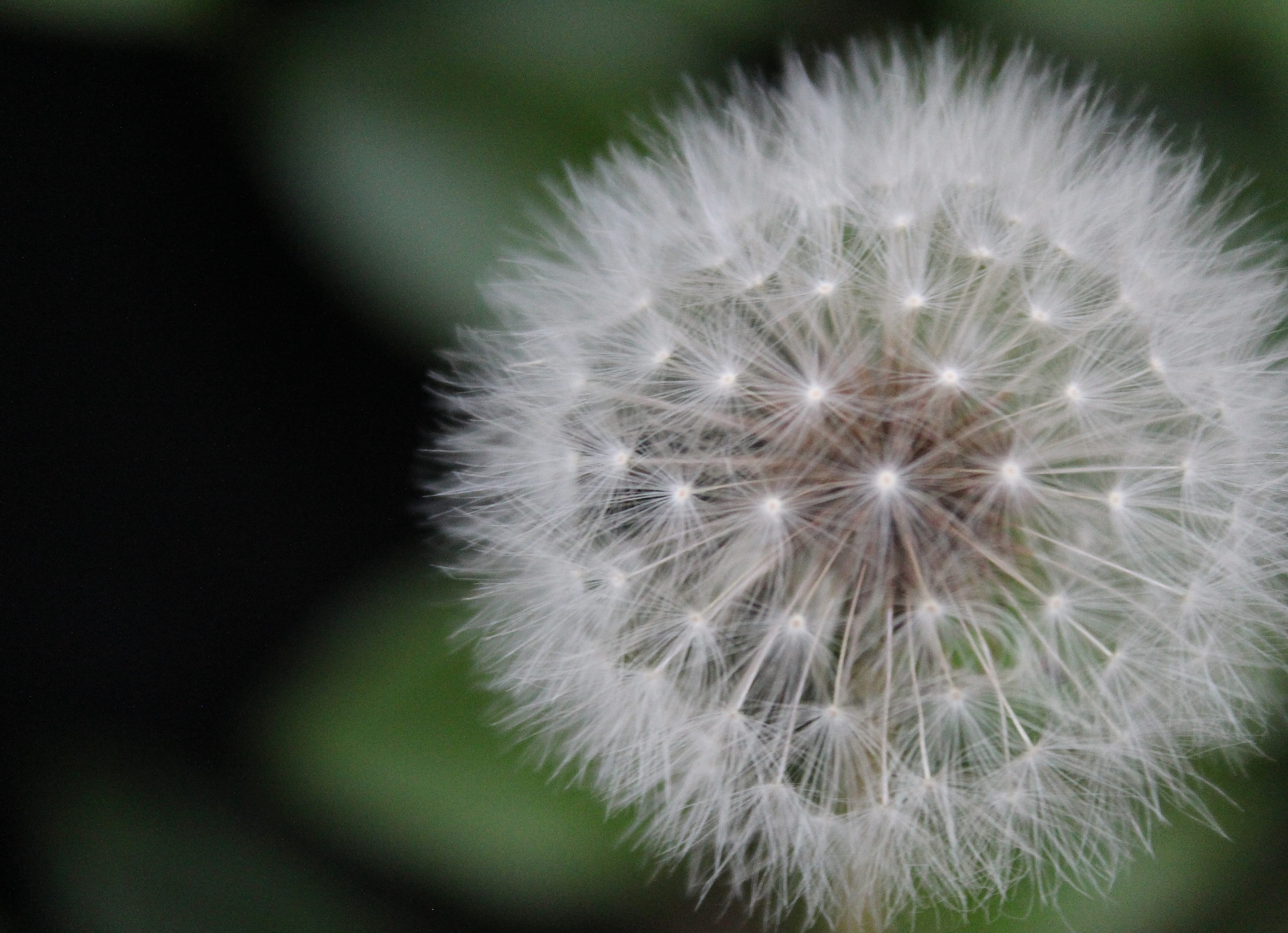 no people, dandelion seeds, macro, dandelion seed, uncultivated, flower head, fragility, white color, downy, 4K, growth, environment, freshness, close-up, HD Wallpaper