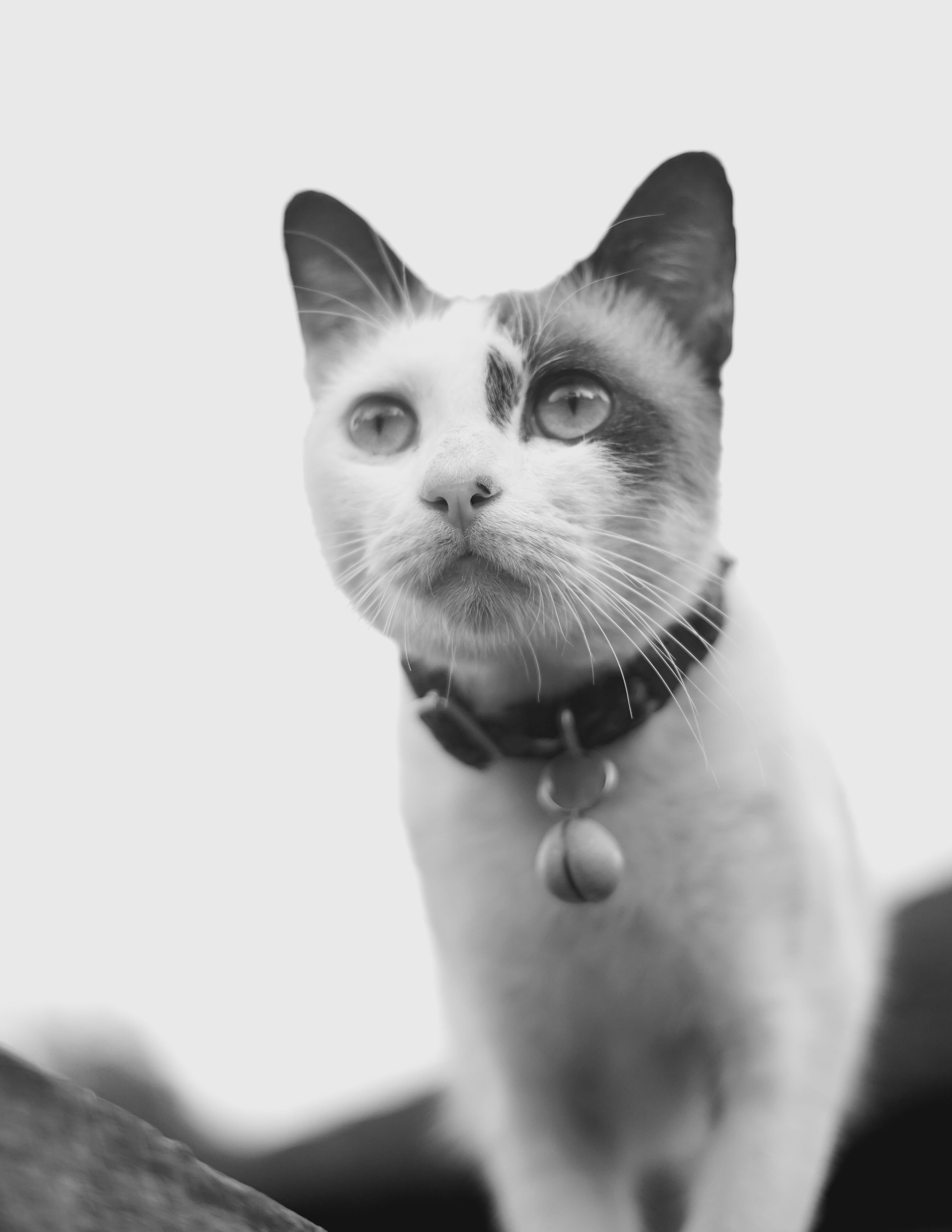 domestic animals, mammal, cat, no people, eyes, domestic, looking away, young, pet, animal themes, looking, vertebrate, domestic cat, little, one animal, Phone HD Wallpaper