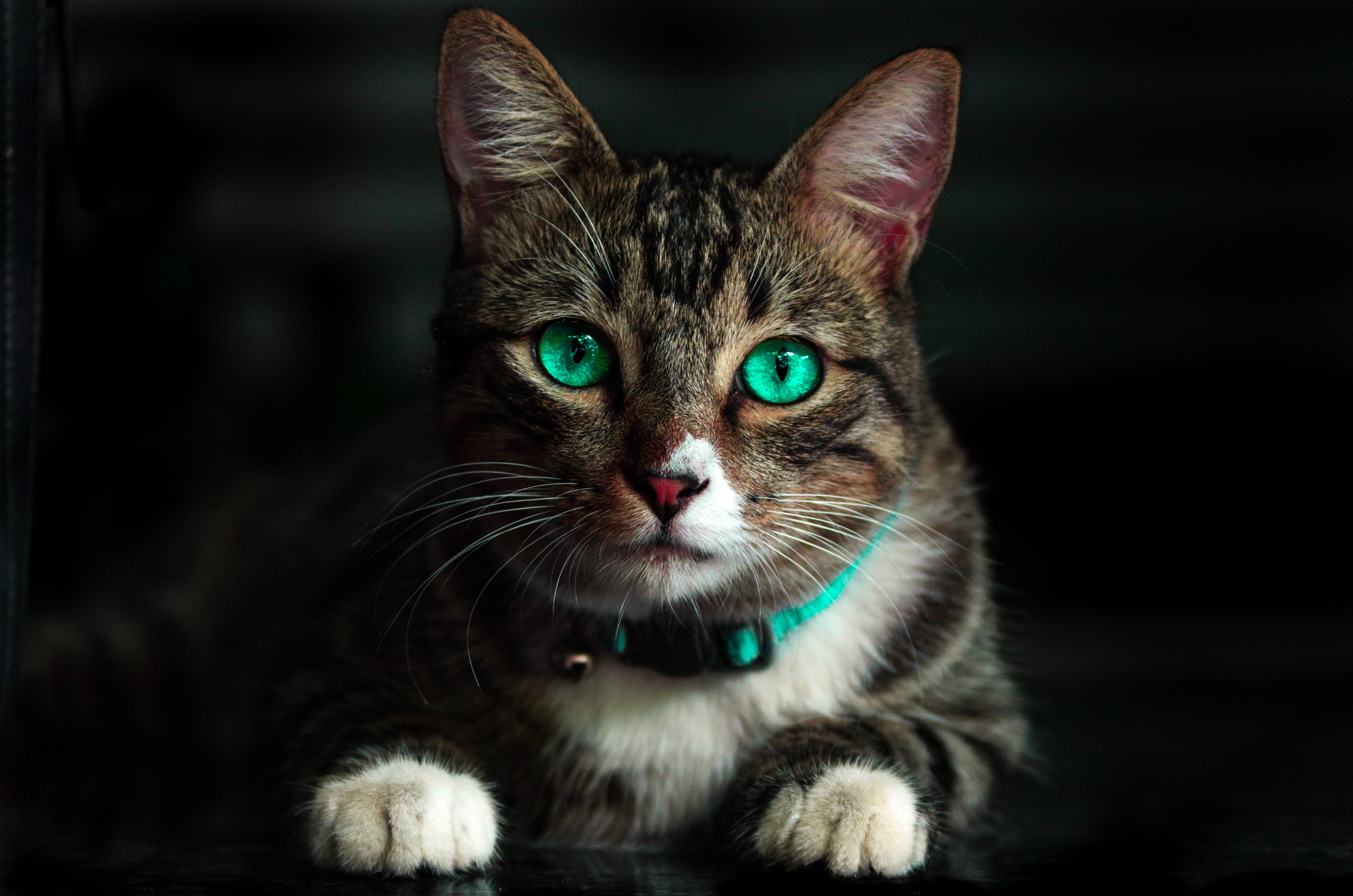 close-up, blur, eye, domestic animals, cat face, looking at camera, feline, domestic, downy, adorable, no people, blue eyes, tabby, 4K, domestic cat, mammal, HD Wallpaper