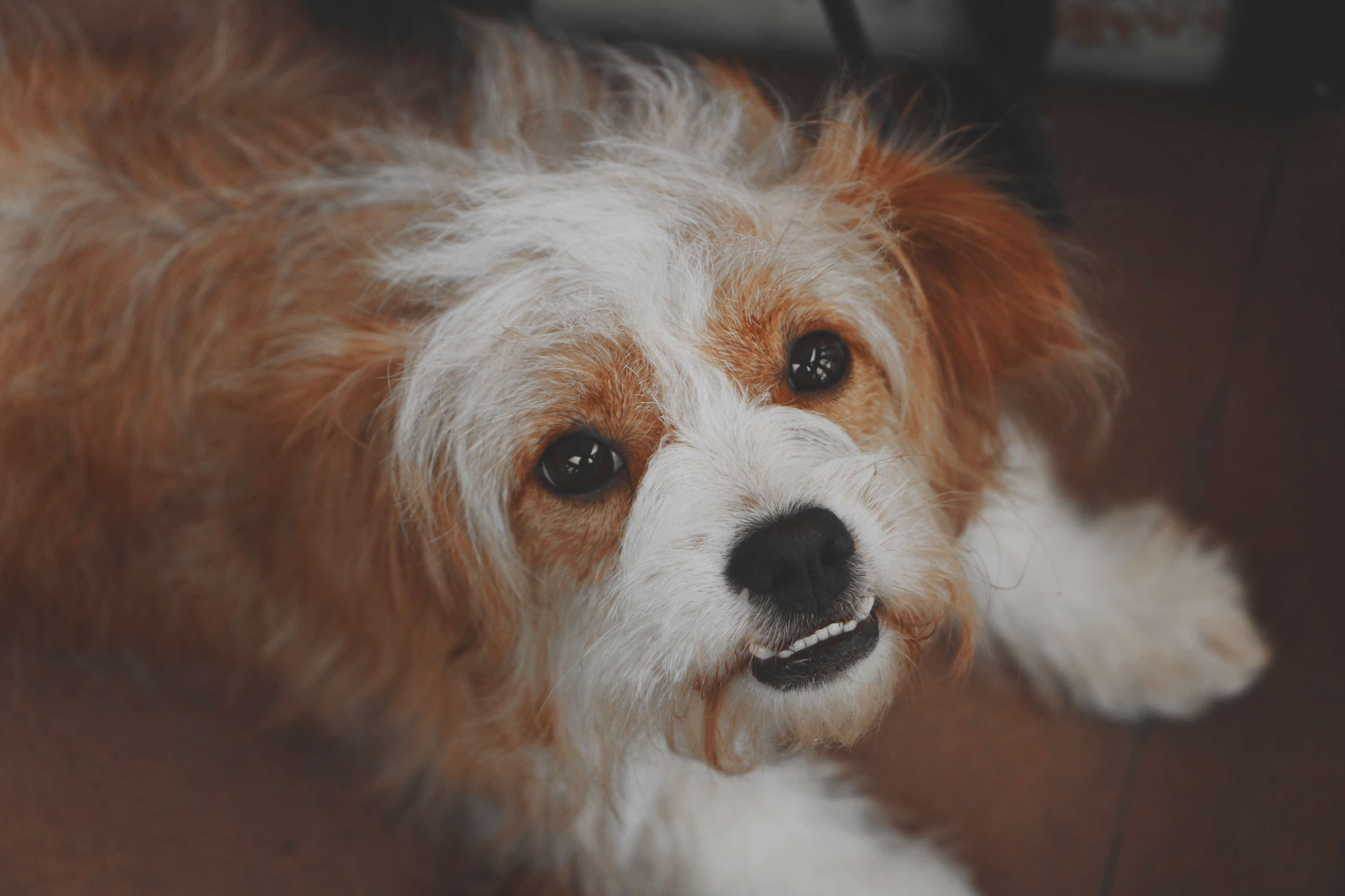 portrait, animal body part, snout, cute, purebred, dog, no people, 4K, adorable, funny, pets, puppy, fur, domestic, young, pedigree, little, canine, close up, HD Wallpaper