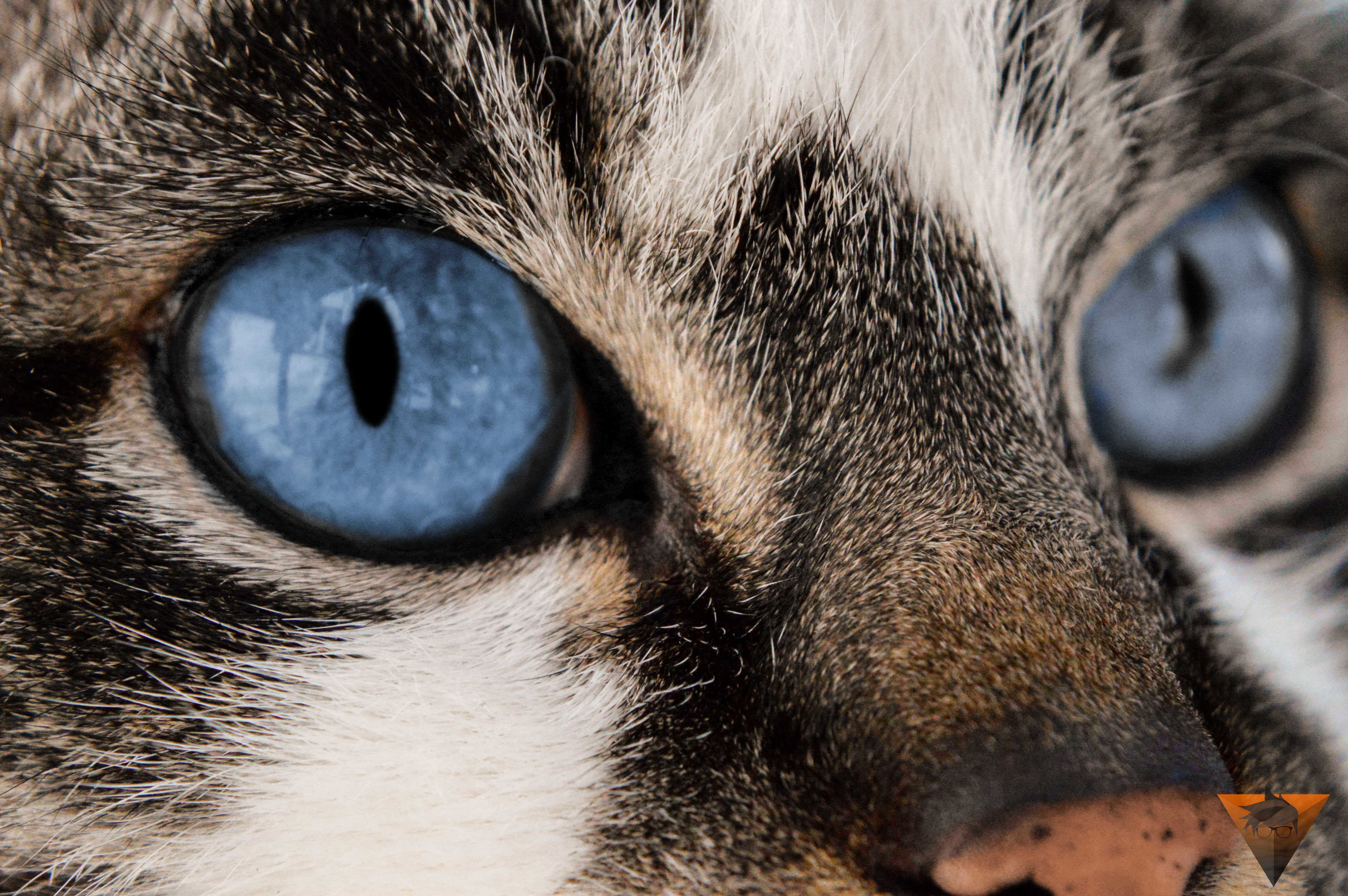 young, tabby, domestic animals, animal nose, pet, close, animal body part, 5K, portrait, focus, animal, no people, domestic, pets, animal eye, domestic cat, HD Wallpaper