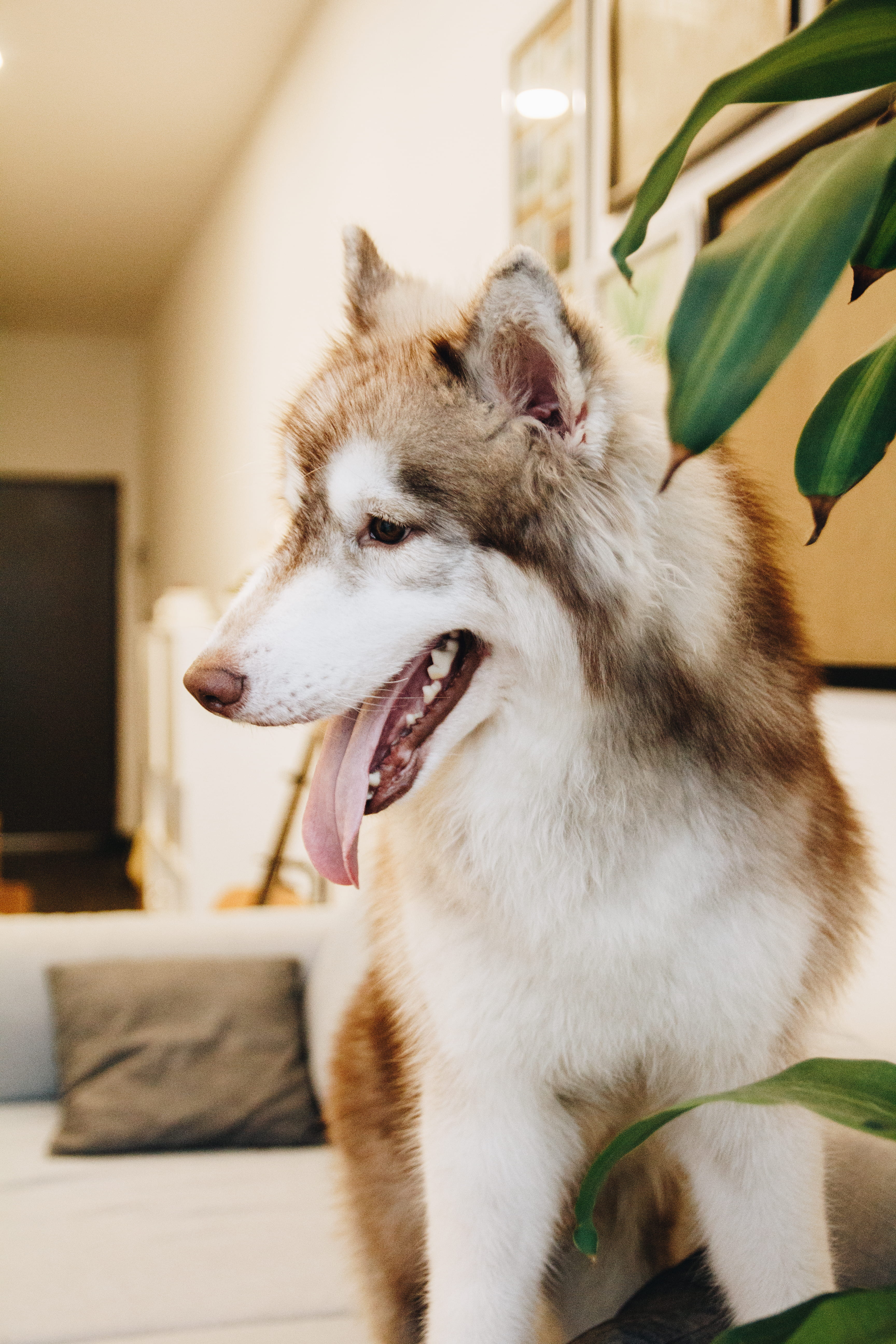animal, downy, domestic, animal head, dog, beauty, animal themes, looking away, home interior, domestic animals, plant, indoors, focus, vertebrate, husky, Phone HD Wallpaper
