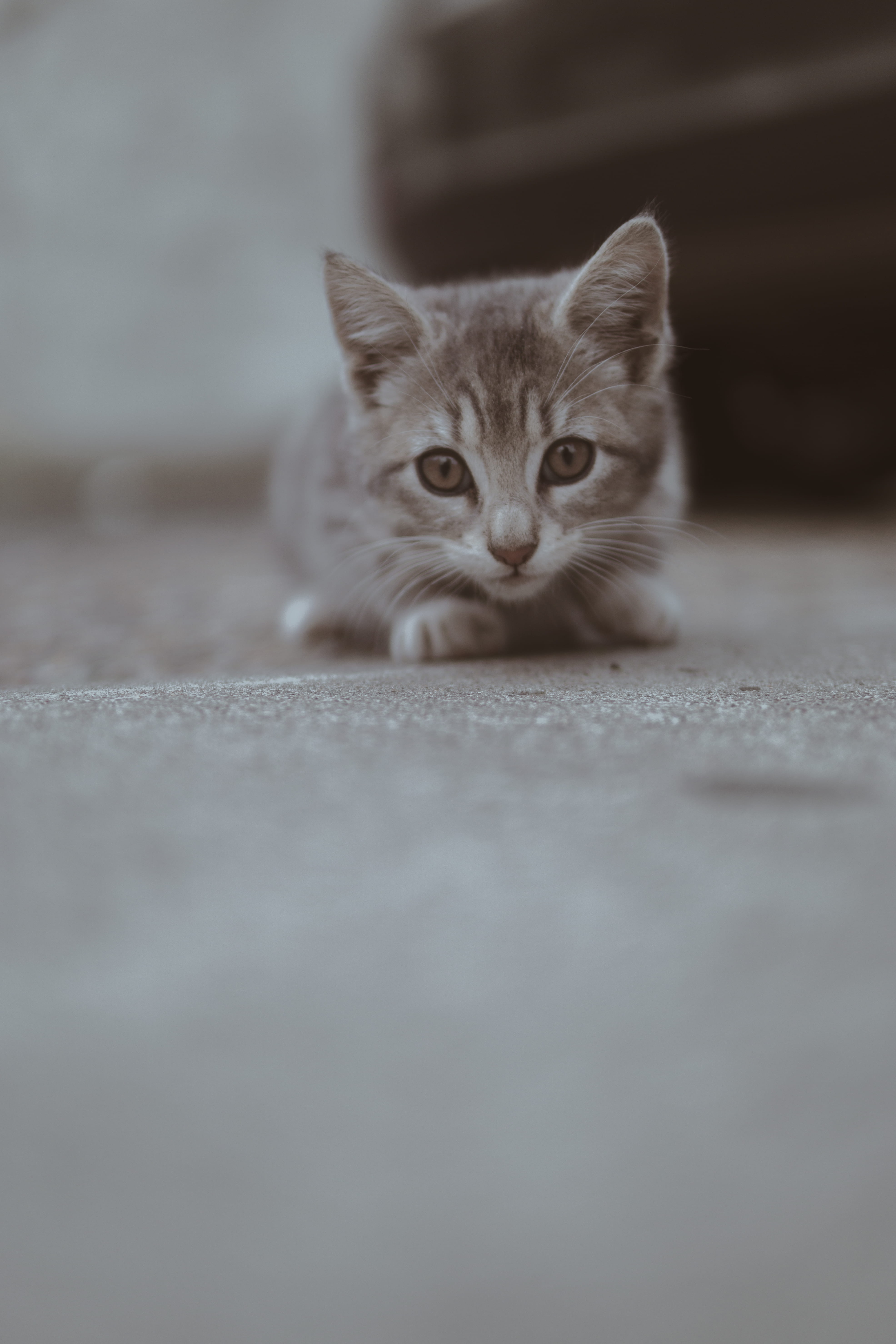 cat, little, whisker, photography, focus, pet, downy, furry, kitty, surface level, 5K, one animal, whiskers, eyes, adorable, domestic animals, pets, close-up, Phone HD Wallpaper