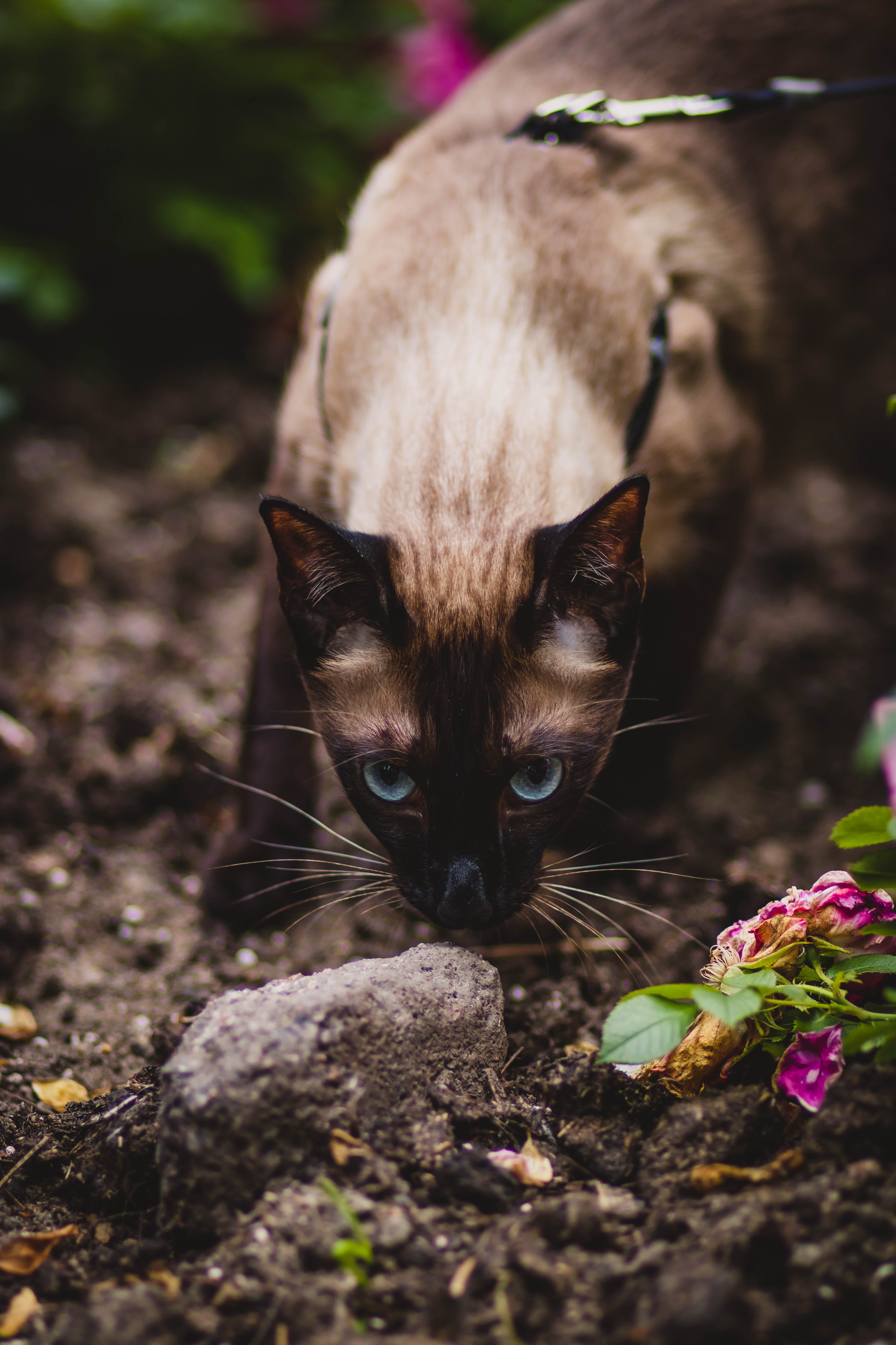 flowering plant, flower, close-up, kitten, tabby, cat face, feline, one animal, gray, domestic animals, leaf, stone, curiosity, kitty, outdoors, portrait, Phone HD Wallpaper