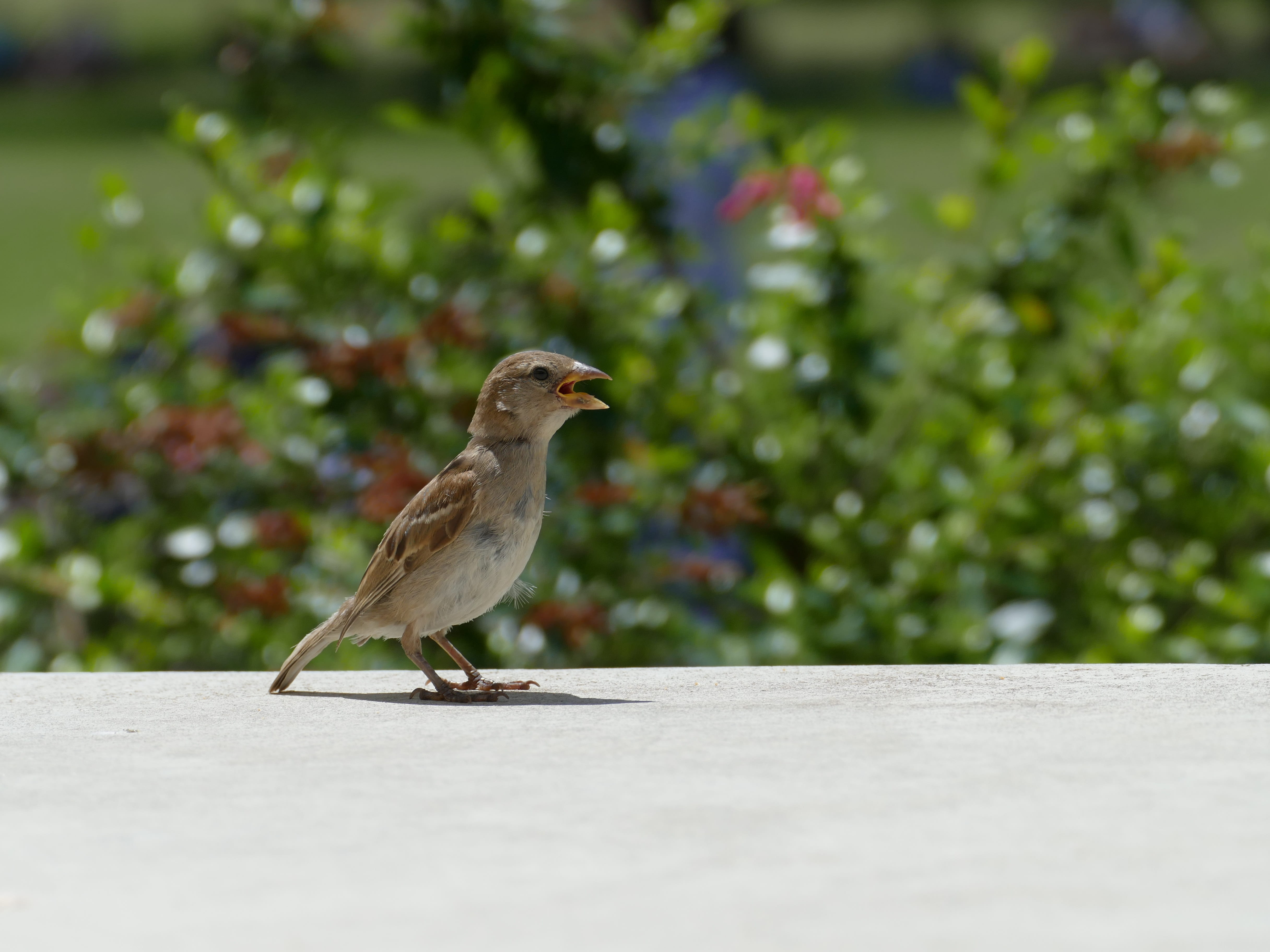 focus on foreground, lisbonne, no people, day, side view, sparrow, full length, nature, animal, vertebrate, mourning dove, one animal, 4K, selective focus, HD Wallpaper
