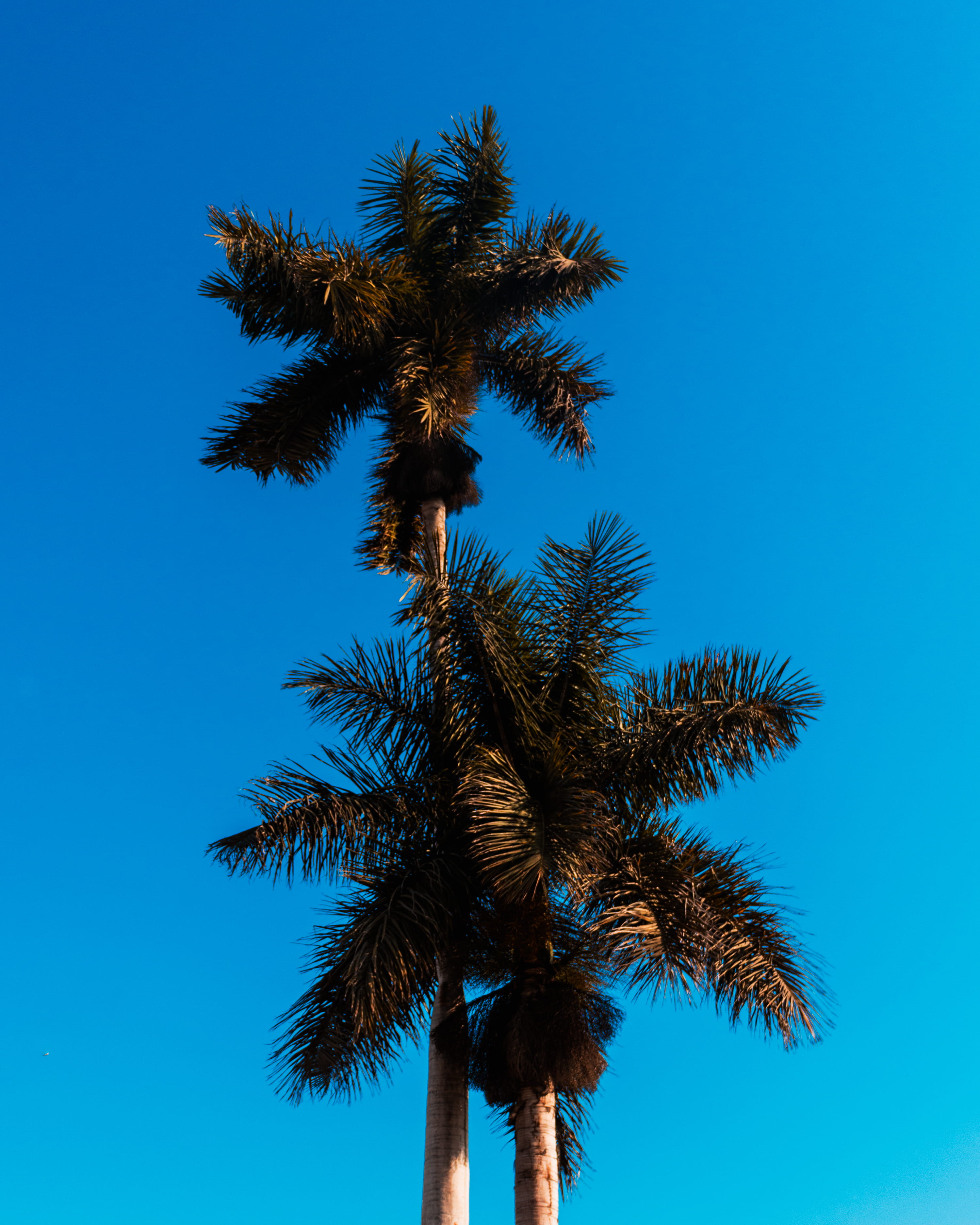 clear sky, low angle view, tree trunk, tranquility, palm leaf, beauty in nature, tall - high, tropical tree, growth, no people, blue, tropical climate, Phone HD Wallpaper