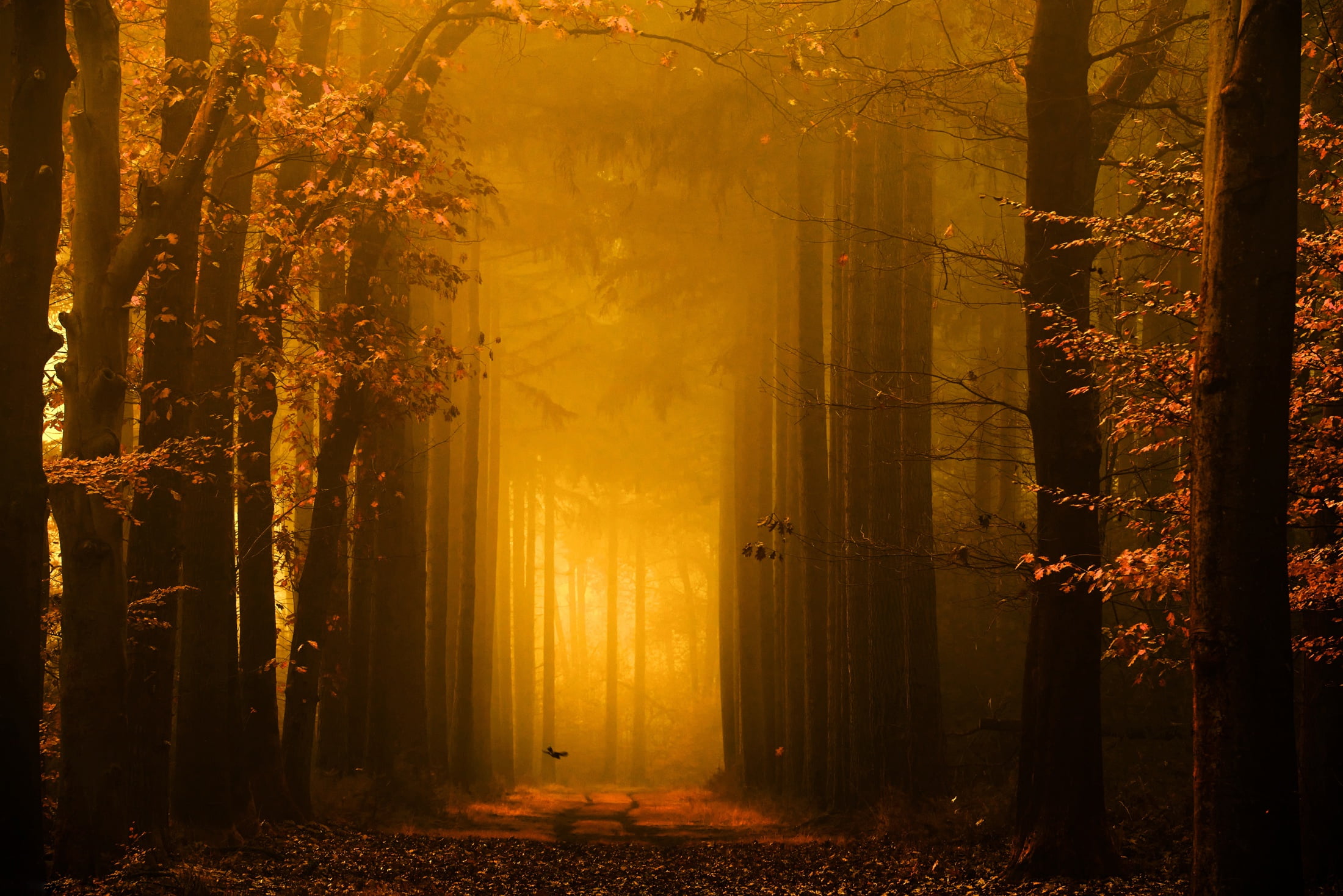 Golden light, bird, autumn, Lars van de Goor, road, 1080P, photographer, nature, morning, HD Wallpaper
