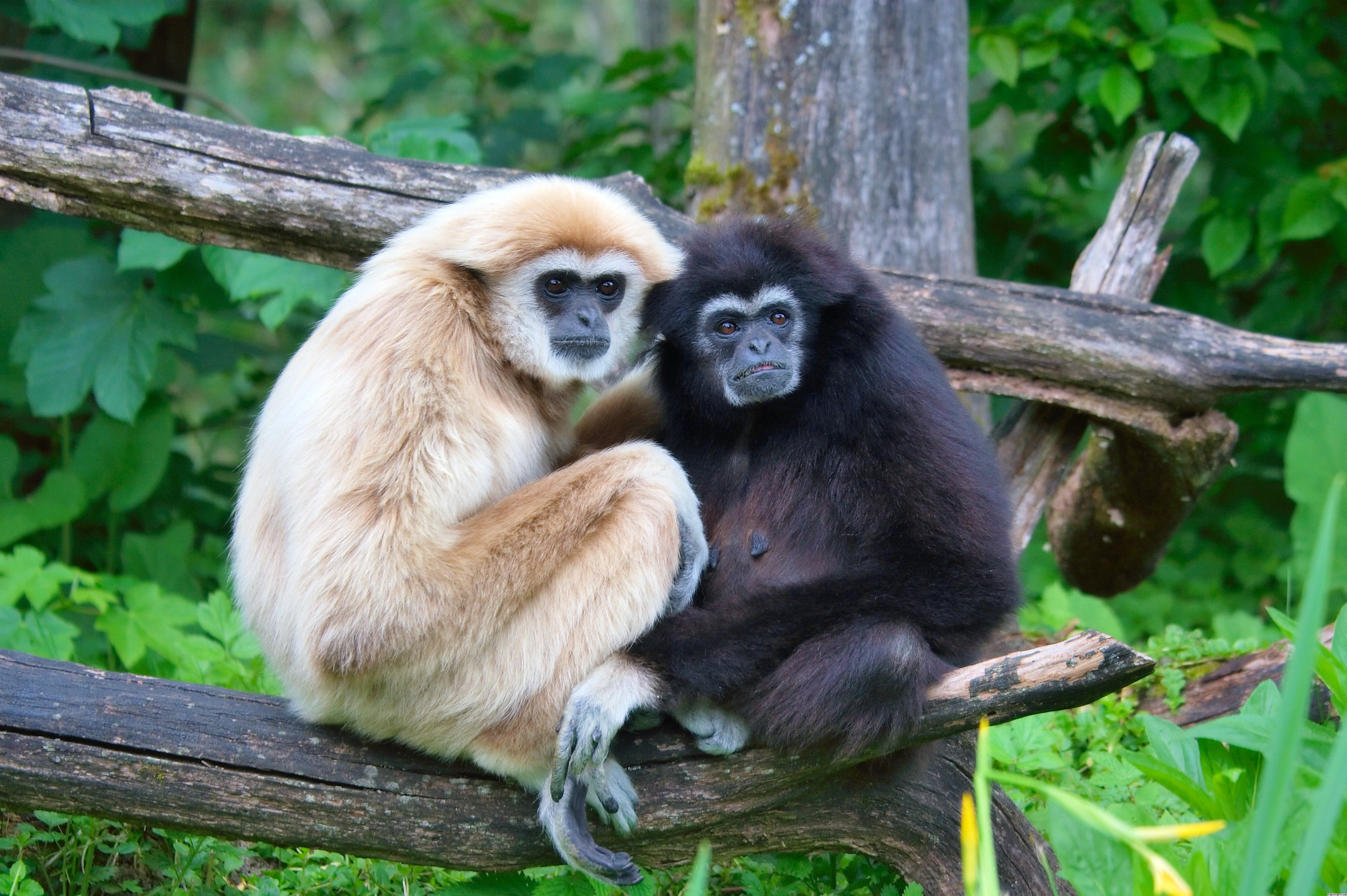 Animals, outdoors, sitting, day, primate, 2K, forest, animal wildlife, no people, vertebrate, lar pair, animal, two animals, monkeys, animals in the wild, HD Wallpaper