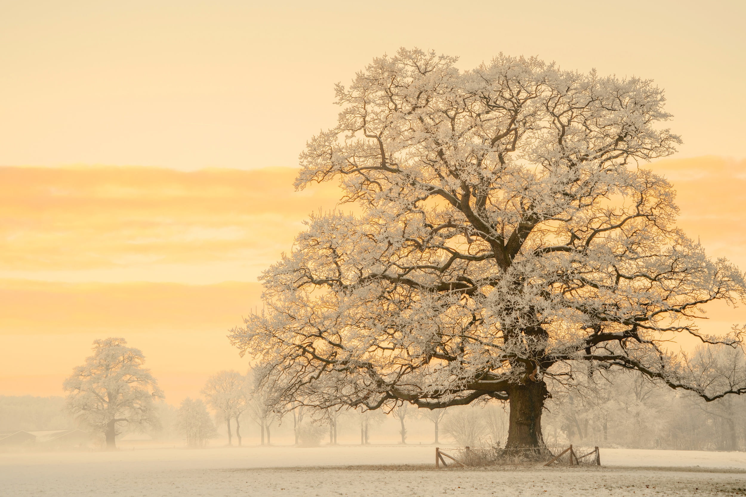 1080P, oak, haze, snow, morning, Germany, winter, light, Lars van de Goor, nature, photographer, tree, HD Wallpaper
