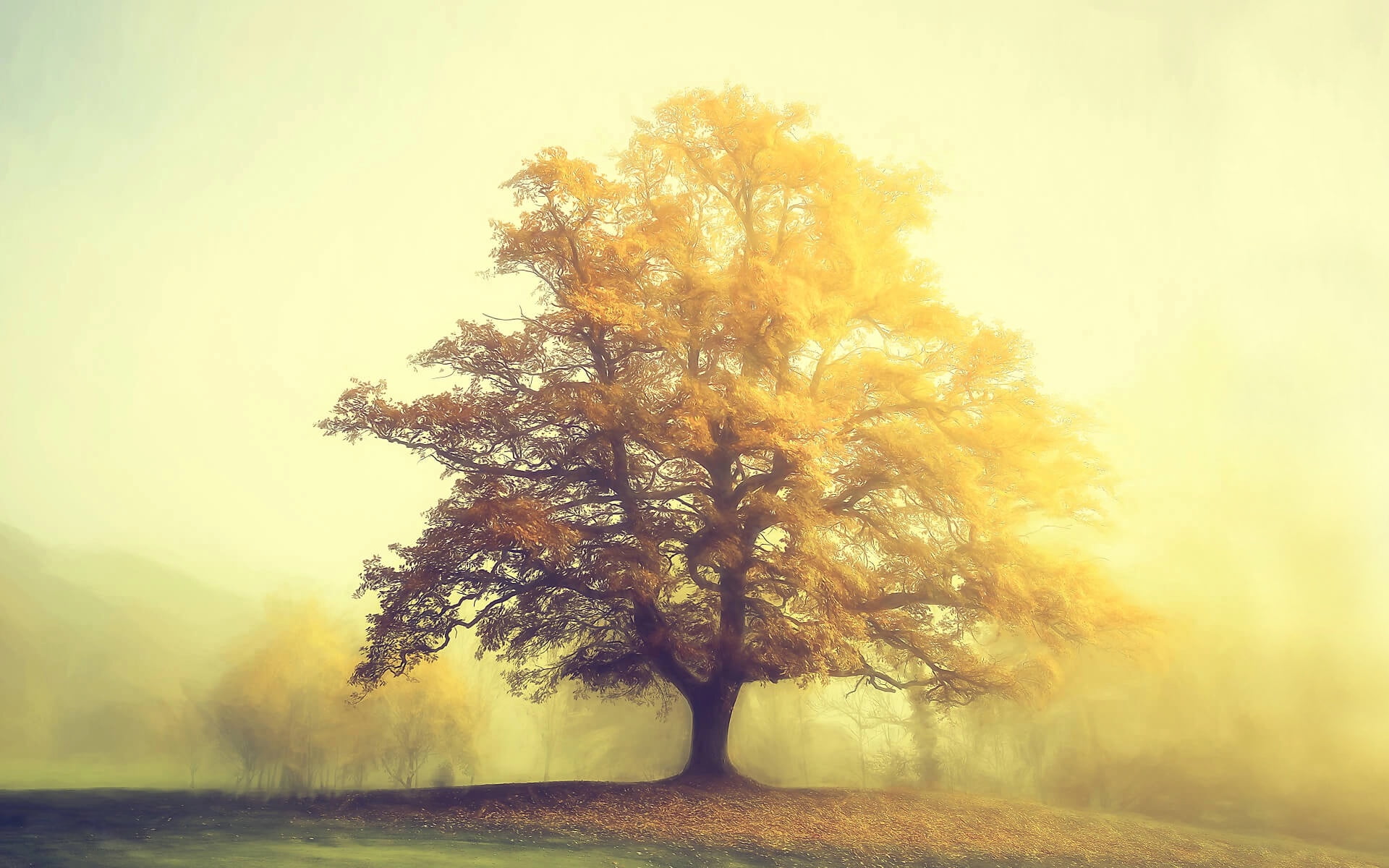 Lars van de Goor, photo, 1080P, haze, tree, autumn, HD Wallpaper