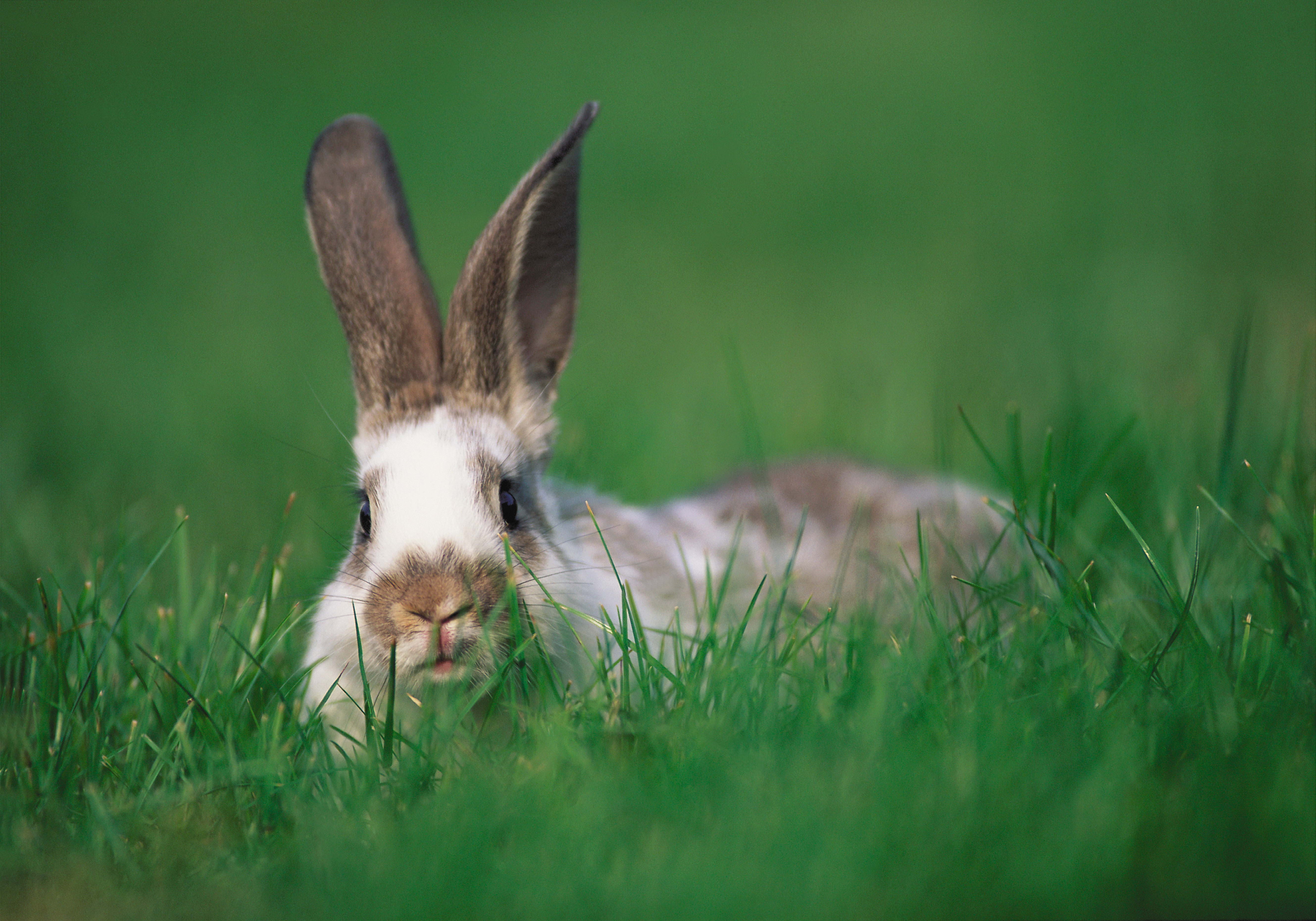 springtime, field, mammal, day, grass, pets, growth, grey, hide and seek, domestic, 5K, meadow, rabbit, cute, animal Ear, green Color, young Animal, animal, HD Wallpaper