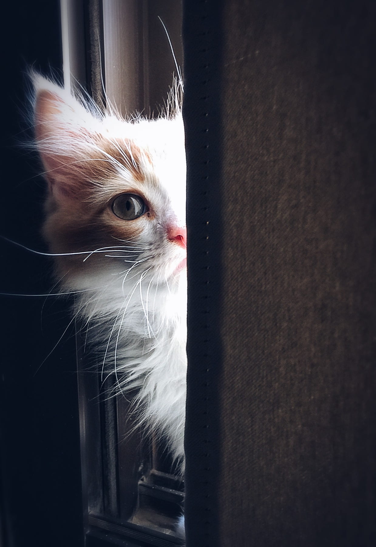 pet, domestic cat, whiskers, animal body part, animal, fur, close-up, hair, feline, tabby, 720P, animal head, adorable, mammal, curiosity, domestic, one animal, Phone HD Wallpaper