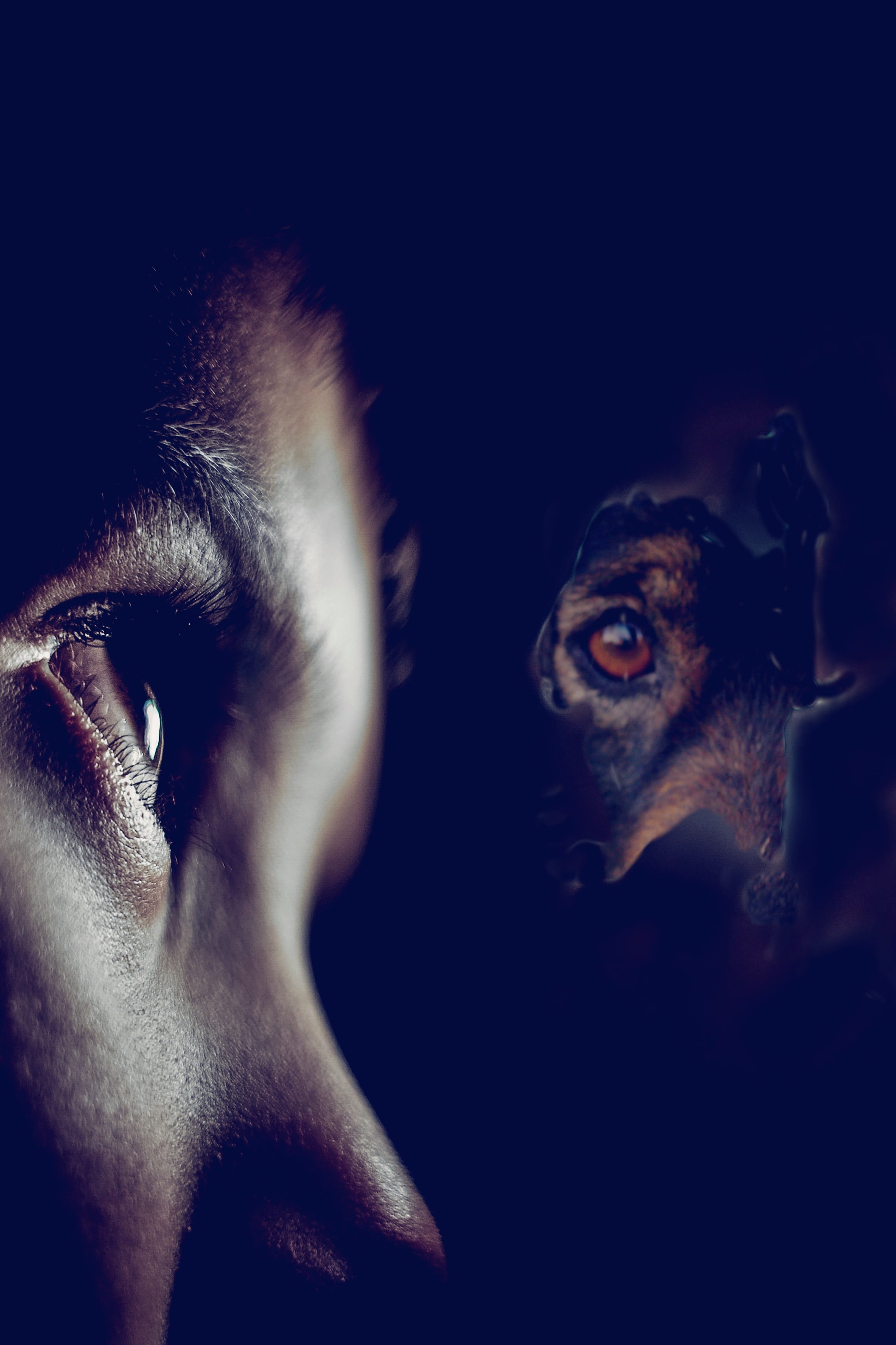 seek, digital composite, real people, hide, boy, indoors, young adult, human face, human eye, Seek, dark, child, people, 2K, animal, body part, human body part, Phone HD Wallpaper