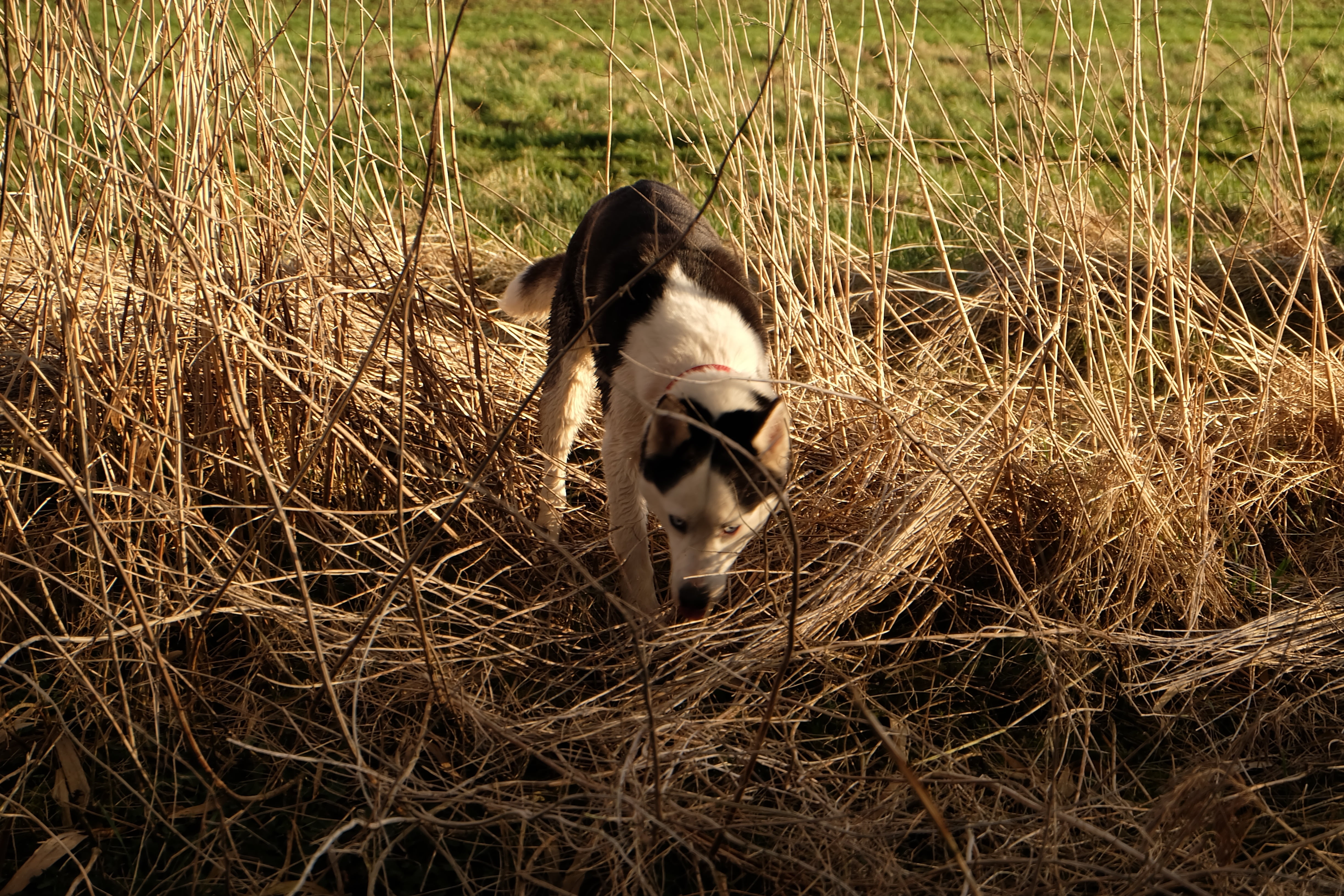 husky, grass, canine, animal wildlife, vertebrate, fur, outdoors, day, 4K, animal, mammal, sled dog, siberian husky, embankment, plant, seeking, dog, field, HD Wallpaper