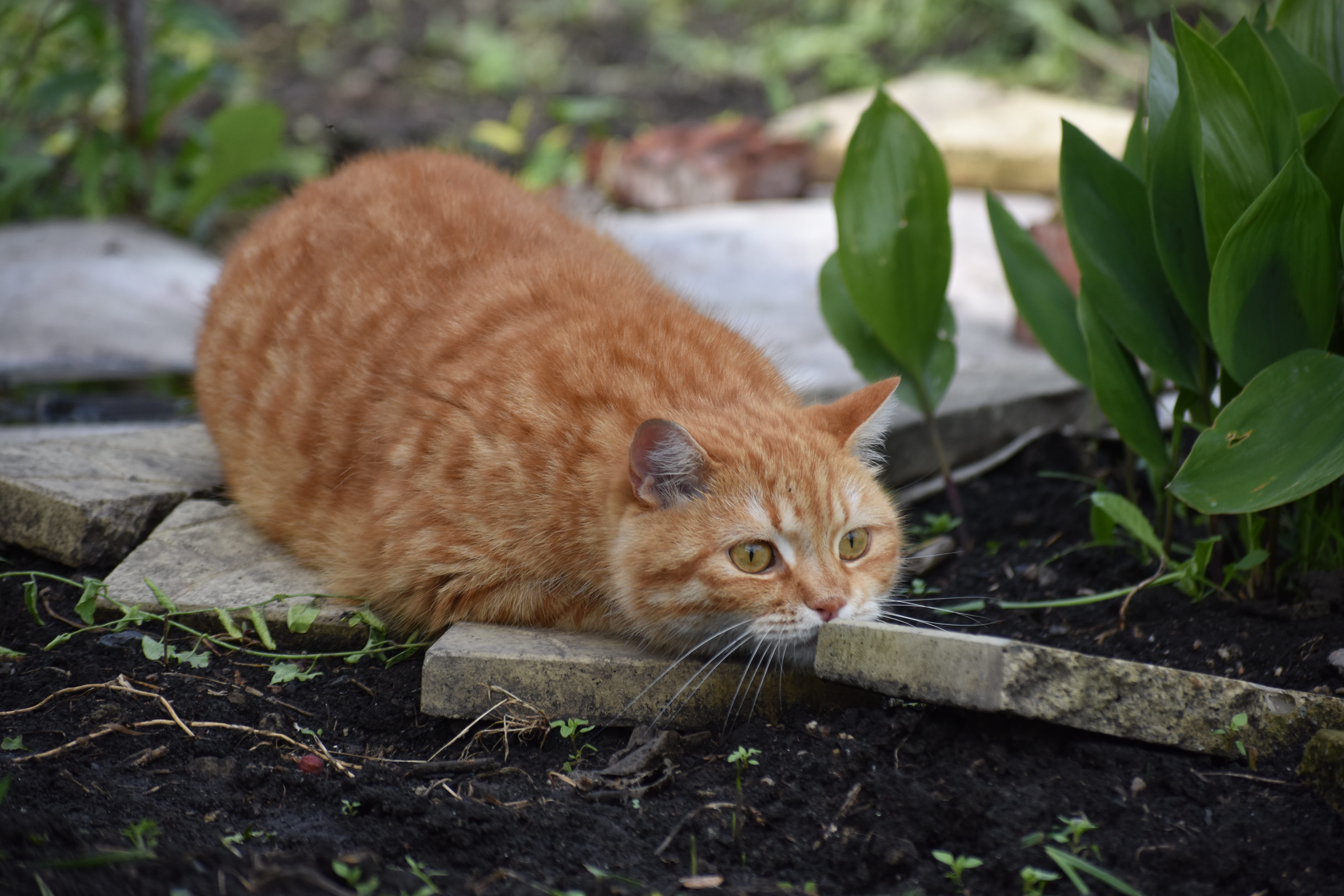 domestic, redhead, 5K, domestic cat, animal themes, hunting, vertebrate, pet, nature, whisker, striped, hide and seek, one animal, darling, pets, hunts, HD Wallpaper